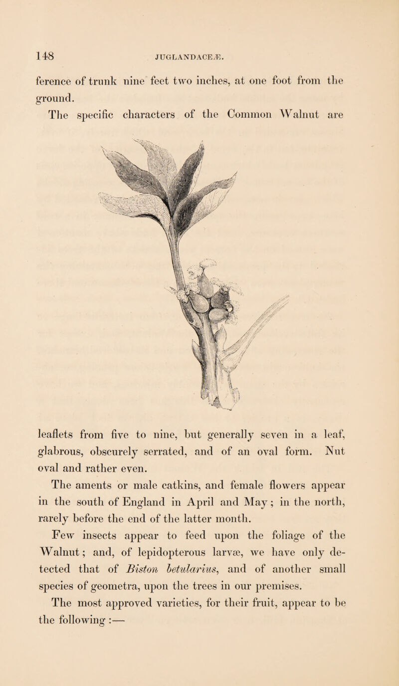 ference of trunk nine^ feet two inches, at one foot from the ground. Tlie specific characters of the Common Walnut are leaflets from five to nine, but generally seven in a leaf, glabrous, obscurely serrated, and of an oval form. Nut oval and rather even. The aments or male catkins, and female flowers appear in the south of England in April and May; in the north, rarely before the end of the latter month. Few insects appear to feed upon the foliage of the Walnut; and, of lepidopterous larvae, we have only de¬ tected that of Biston hetularius^ and of another small species of geometra, upon the trees in our premises. The most approved varieties, for their fruit, appear to be the following :—