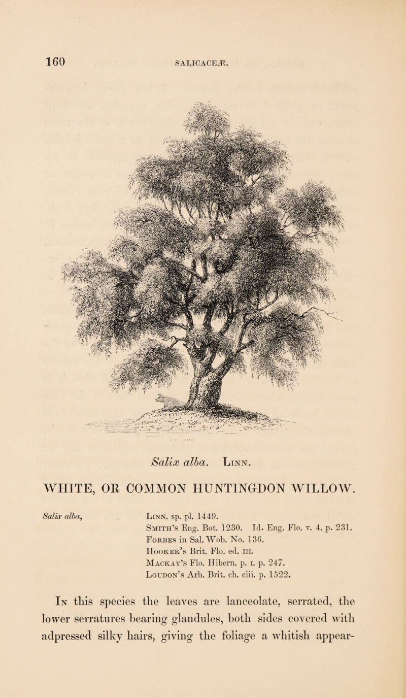 Salix alba. Linn. WHITE, OR COMMON HUNTINGDON WILLOW. Salix alha^ Linn. sp. pi. 1449. Smith’s Eng. Bot. 1230. Id. Eng. Flo. v. 4. p. 231. Forbes in Sal. Wob. No. 136. Hooker’s Brit. Flo. ed. iii. Mackay’s Flo. Hibern. p. i. p. 247. Loudon’s Arb. Brit. cli. ciii. p. 1522. In tills species the leaves are lanceolate, serrated, the lower serratures bearing glandules, both sides covered with adpressed silky hairs, giving the foliage a wdiitish appear-