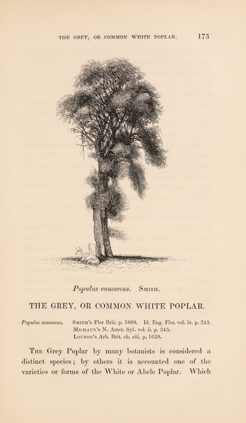 Populus canescens. Smith. THE GREY, OR COMMON WHITE POPLAR. Populus canescens^ Smith’s Flor Brit. p. 1080. Id. Eng. Flor. vol. iv. p. 243. Michaux’s N. Amer. Syl. vol. ii. p. 245. Loudon’s Arb. Brit. ch. ciii. p. 1639. The Grey Poplar by many botanists is considered a distinct species; by others it is accounted one of the varieties or forms of the White or Abele Poplar. Wliicli