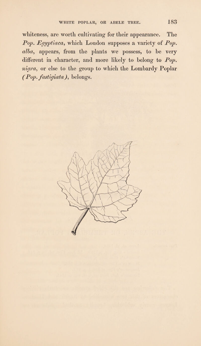 whiteness, are worth cultivating for their appearance. The Po^. Egyptiaca^ which Loudon supposes a variety of Pop. alba., appears, from the plants we possess, to be very different in character, and more likely to belong to Pop. nigra^ or else to the group to which the Lombardy Poplar (Pop. fastigiata), belongs.