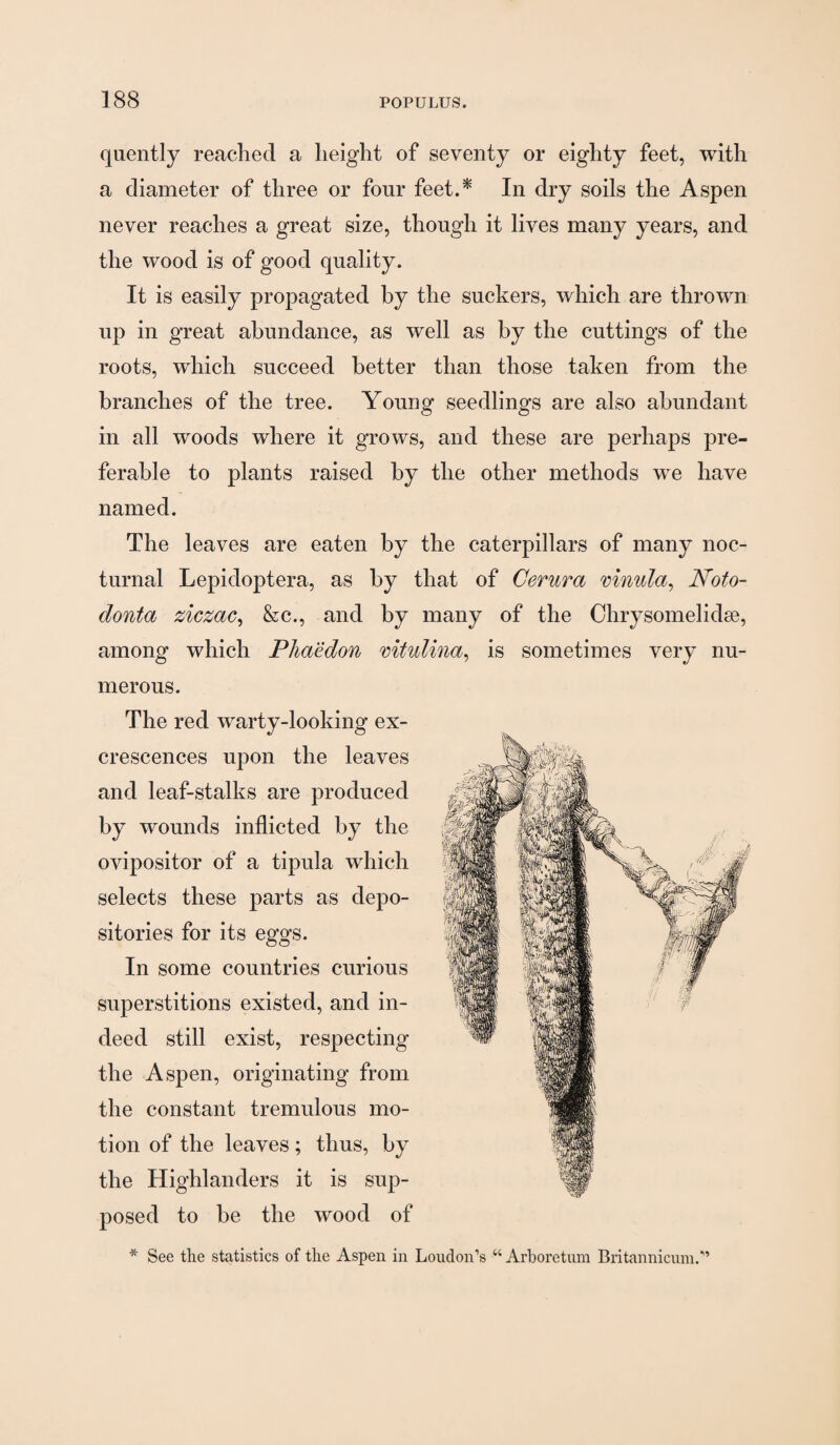 quently readied a height of seventy or eighty feet, with a diameter of three or four feet.^ In dry soils the Aspen never reaches a great size, though it lives many years, and the wood is of good quality. It is easily propagated by the suckers, which are thrown up in great abundance, as well as by the cuttings of the roots, which succeed better than those taken from the branches of the tree. Young seedlings are also abundant in all woods where it grows, and these are perhaps pre¬ ferable to plants raised by the other methods we have named. The leaves are eaten by the caterpillars of many noc¬ turnal Lepidoptera, as by that of Cerura mnula^ Noto- donta ziczac^ &c., and by many of the Ohrysomelidge, among which Pliaedon mtulina^ is sometimes very nu¬ merous. The red warty-looking ex¬ crescences upon the leaves and leaf-stalks are produced wounds inflicted by the ovipositor of a tipula which selects these parts as depo¬ sitories for its eggs. In some countries curious superstitions existed, and in¬ deed still exist, respecting the Aspen, originating from the constant tremulous mo¬ tion of the leaves; thus, by the Highlanders it is sup¬ posed to be the wood of * See the statistics of the Aspen in Loudon’s “ Arboretum Britannicum.”