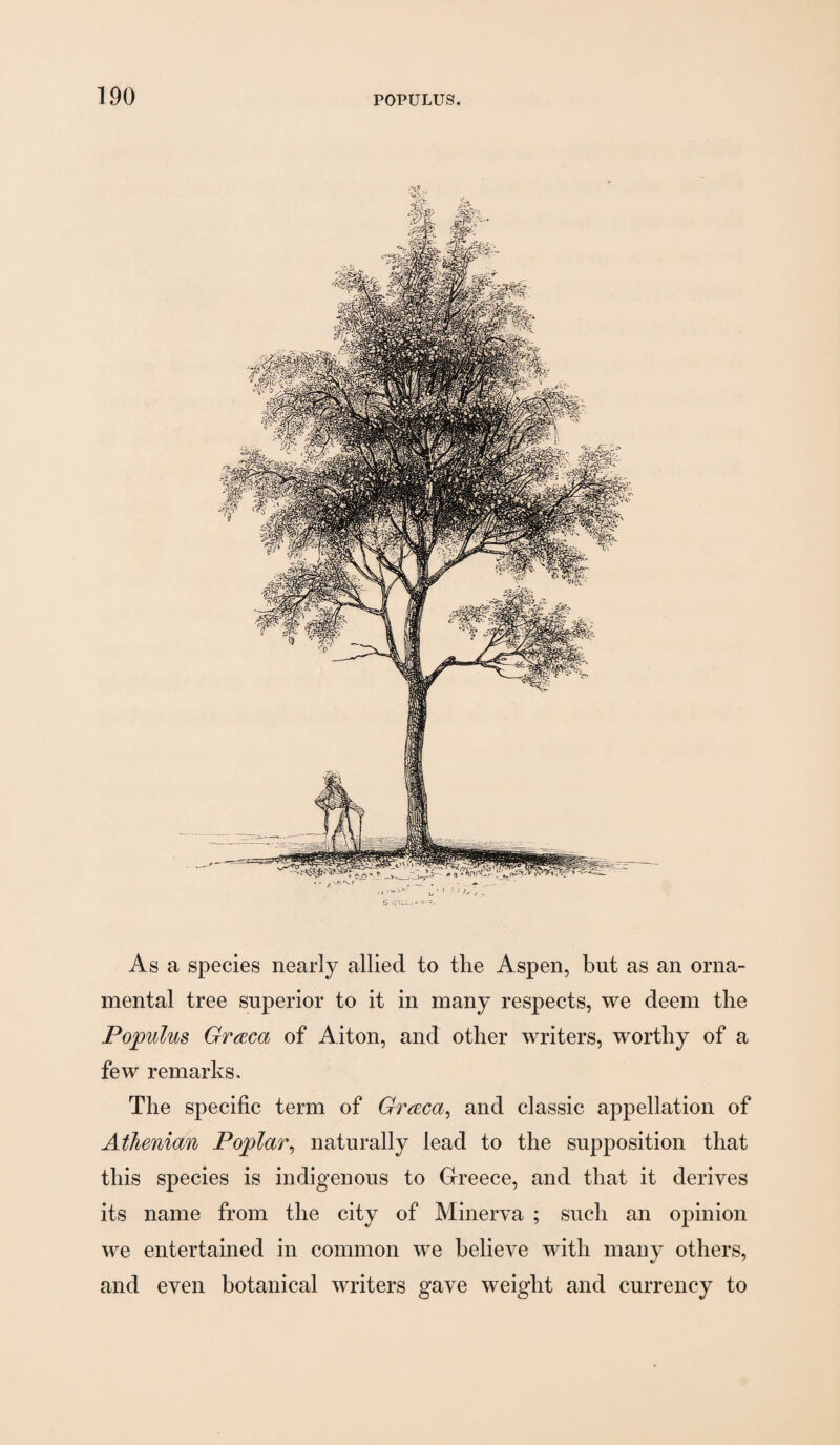 As a species nearly allied to the Aspen, but as an orna¬ mental tree superior to it in many respects, we deem the Populus GrcEca of Aiton, and other writers, worthy of a few remarks. The specific term of Graca^ and classic appellation of Athenian Poplar^ naturally lead to the supposition that this species is indigenous to Greece, and that it derives its name from the city of Minerva ; such an opinion we entertained in common we believe with many others, and even botanical writers gave weight and currency to