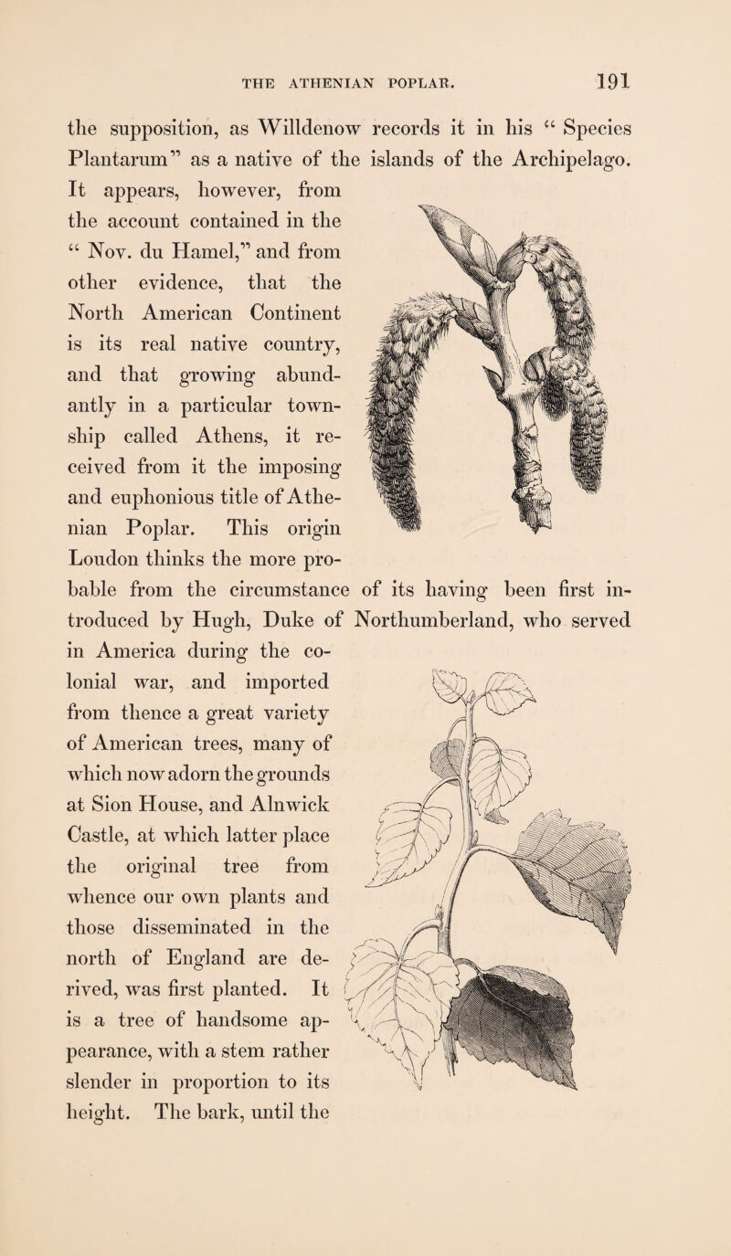 the supposition, as Willdenow records it in his Species Plantarum” as a native of the islands of the Archipelago. It appears, however, from the account contained in the “ Nov. du Hamel,” and from other evidence, that the North American Continent is its real native country, and that growing abund¬ antly in a particular town¬ ship called Athens, it re¬ ceived from it the imposing and euphonious title of Athe¬ nian Poplar. This origin Loudon thinks the more pro¬ bable from the circumstance of its having been first in¬ troduced by Hugh, Duke of Northumberland, who served in America during the co¬ lonial war, and imported from thence a great variety of American trees, many of which now adorn the grounds at Sion House, and Alnwick Castle, at which latter place the original tree from whence our own plants and those disseminated in the north of England are de¬ rived, was first planted. It is a tree of handsome ap¬ pearance, with a stem rather slender in proportion to its height. The bark, until the