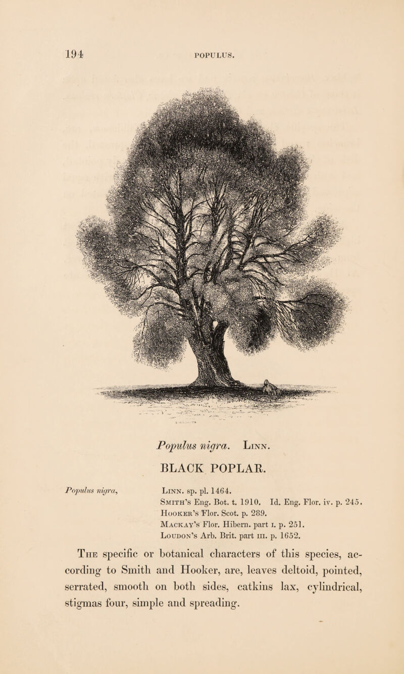 Populus nigra. Linn. BLACK POPLAR. Populus nigra, Linn. sp. pi. 1464. Smith’s Eng. Bot. t. 1910. Id. Eng. Flor. iv. p. 245. Hooker’s Flor. Scot. p. 289. Mack ay’s Flor. Hibern. part i. p. 251. Loudon’s Arb. Brit, part hi. p. 1652. The specific or botanical characters of this species, ac¬ cording to Smith and Hooker, are, leaves deltoid, pointed, serrated, smooth on both sides, catkins lax, cylindrical, stigmas four, simple and spreading.