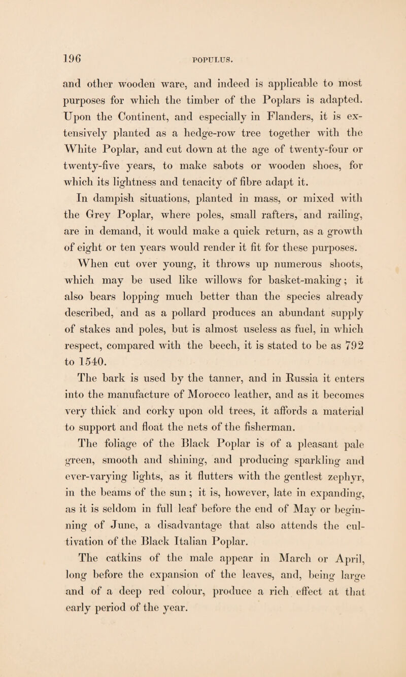 and other wooden ware, and indeed is applicable to most purposes for which the timber of the Poplars is adapted. Upon the Continent, and especially in Flanders, it is ex¬ tensively planted as a hedge-row tree together with the White Poplar, and cut down at the age of twenty-four or twenty-five years, to make sabots or wooden shoes, for which its lightness and tenacity of fibre adapt it. In dampish situations, planted in mass, or mixed with the Grey Poplar, where poles, small rafters, and railing, are in demand, it would make a quick return, as a growth of eight or ten years would render it fit for these purposes. When cut over young, it throws up numerous shoots, which may be used like willows for basket-making; it also bears lopping much better than the species already described, and as a pollard produces an abundant supply of stakes and poles, but is almost useless as fuel, in which respect, compared with the beech, it is stated to be as 792 to 1540. The bark is used by the tanner, and in Russia it enters into the manufacture of Morocco leather, and as it becomes very thick and corky upon old trees, it affords a material to support and float the nets of the fisherman. The foliage of the Black Poplar is of a pleasant pale- green, smooth and shining, and producing sparkling and ever-varying lights, as it flutters with the gentlest zephyr, in the beams of the sun; it is, however, late in expanding, as it is seldom in full leaf before the end of May or begin¬ ning of June, a disadvantage that also attends the cul¬ tivation of the Black Italian Poplar. The catkins of the male appear in March or April, long before the expansion of the leaves, and, being large and of a deep red colour, produce a rich effect at that early period of the year.