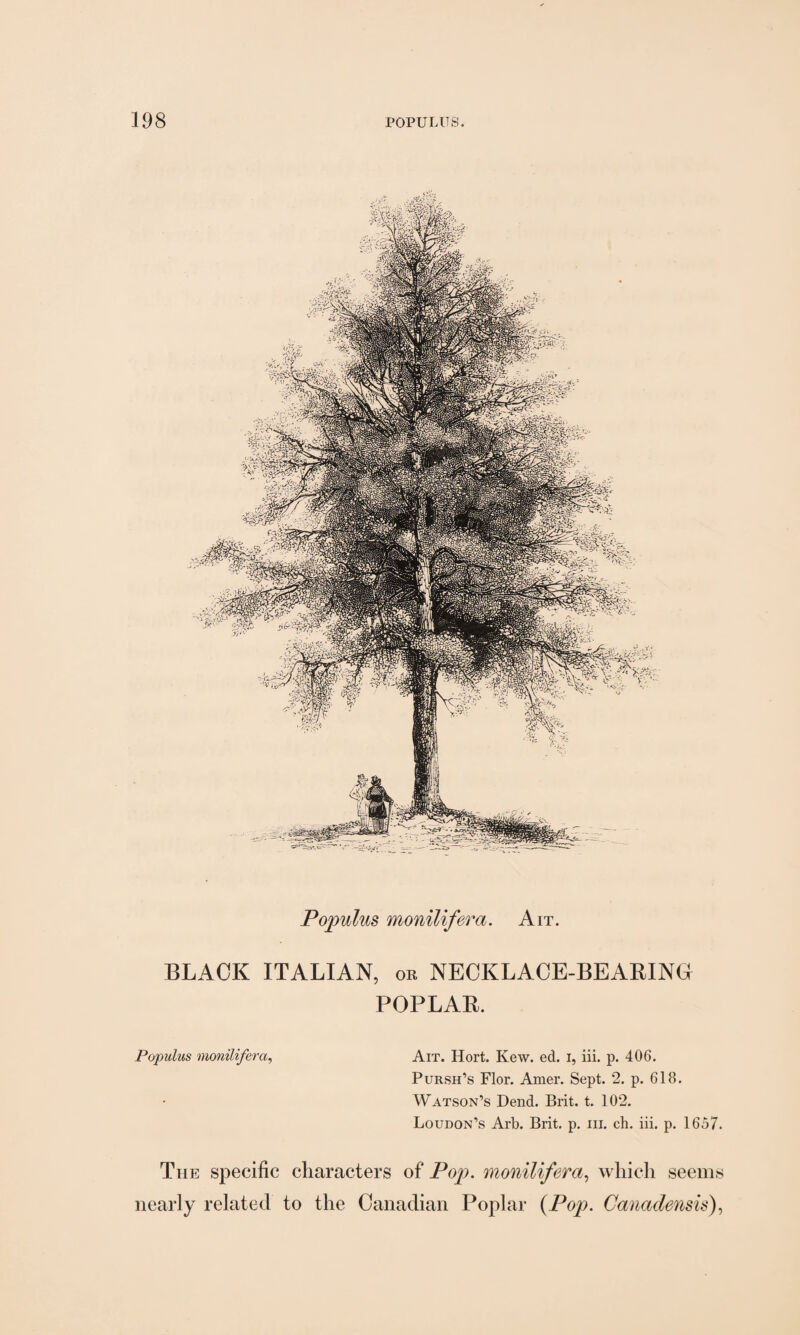 Populus monilifera. Ait. BLACK ITALIAN, or NECKLACE-BEARING POPLAR. Populus monilifera, Ait. Hort. Kew. ed. I, iii. p. 406. Pursh’s Flor. Amer. Sept. 2. p. 618. Watson’s Dend. Brit. t. 102. Loudon’s Arb. Brit. p. iii. ch. iii. p. 1657. The specific characters of Pop. monilifera, which seems nearly related to the Canadian Poplar (Pop. Canadensis),