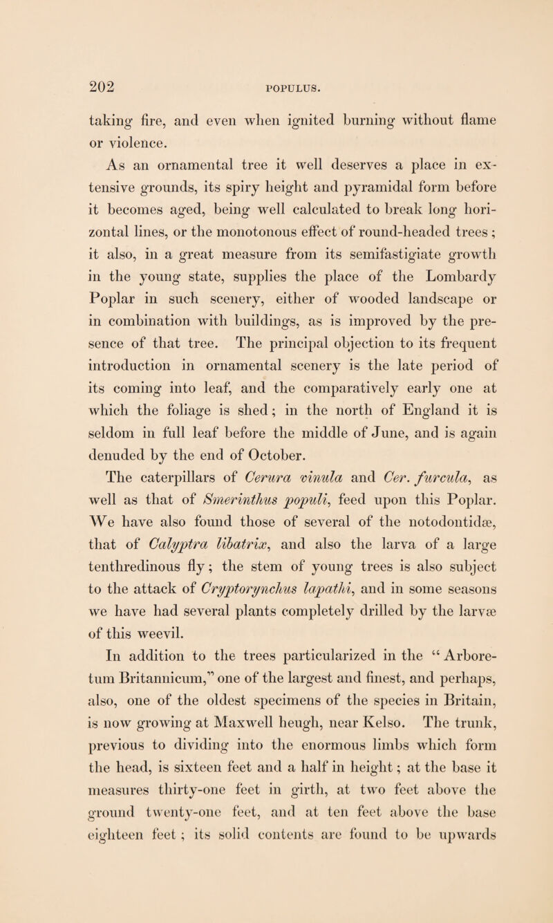 taking fire, and even when ignited burning without flame or violence. As an ornamental tree it well deserves a place in ex¬ tensive grounds, its spiry height and pyramidal form before it becomes aged, being well calculated to break long hori¬ zontal lines, or the monotonous effect of round-headed trees ; it also, in a great measure from its semifastigiate growth in the young state, supplies the place of the Lombardy Poplar in such scenery, either of wooded landscape or in combination with buildings, as is improved by the pre¬ sence of that tree. The principal objection to its frequent introduction in ornamental scenery is the late period of its coming into leaf, and the comparatively early one at which the foliage is shed; in the north of England it is seldom in full leaf before the middle of June, and is again denuded by the end of October. The caterpillars of Cerura mnula and Cer. furcula, as well as that of Smerinthus populi, feed upon this Poplar. We have also found those of several of the notodontidse, that of Calyptra libatrix, and also the larva of a large tenthredinous fly; the stem of young trees is also subject to the attack of Cryptorynclms lapathi, and in some seasons we have had several plants completely drilled by the larvae of this weevil. In addition to the trees particularized in the “ Arbore¬ tum Britannicum,” one of the largest and finest, and perhaps, also, one of the oldest specimens of the species in Britain, is now growing at Maxwell heugh, near Kelso. The trunk, previous to dividing into the enormous limbs which form the head, is sixteen feet and a half in height; at the base it measures thirty-one feet in girth, at two feet above the ground twenty-one feet, and at ten feet above the base eighteen feet; its solid contents are found to be upwards