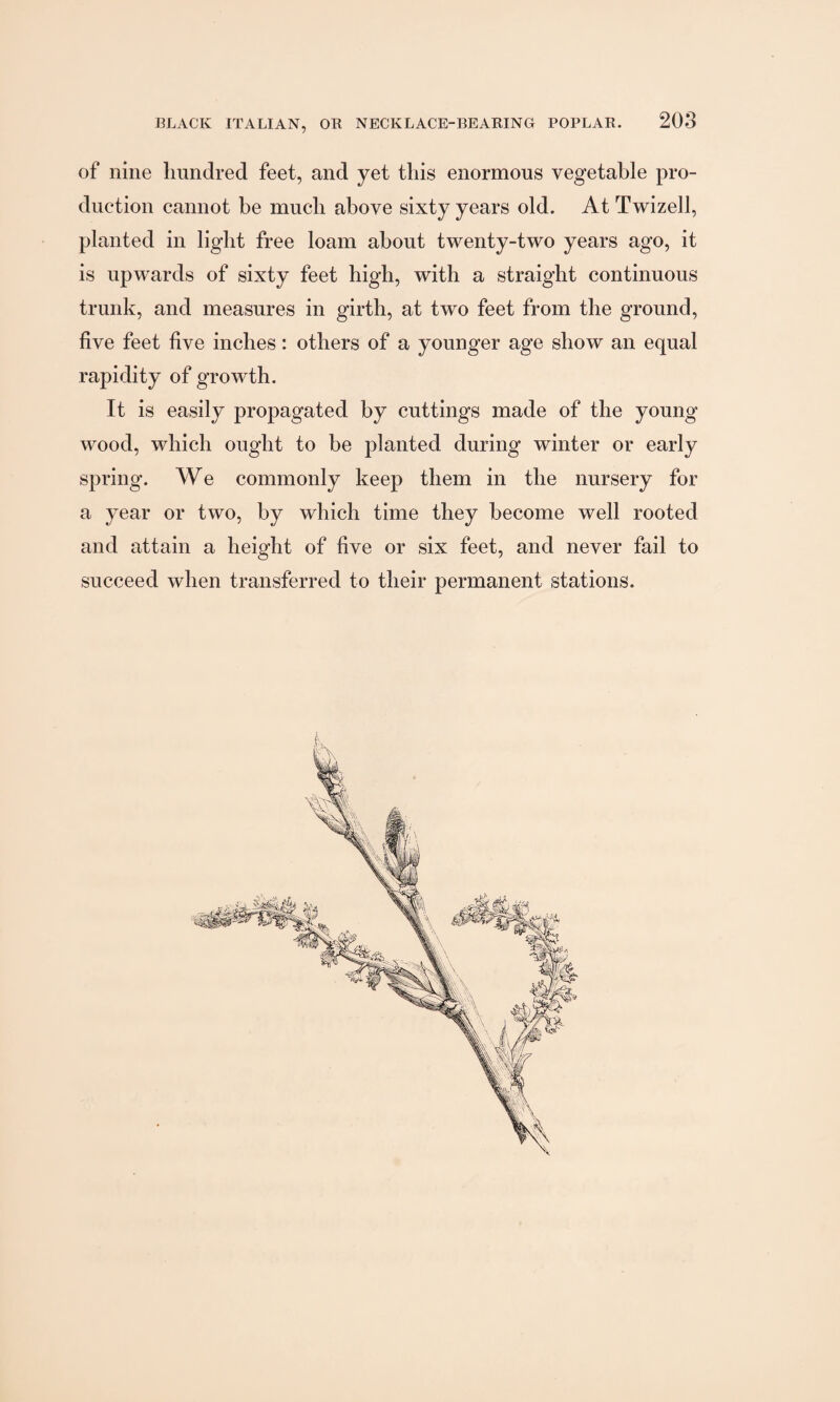 of nine hundred feet, and yet this enormous vegetable pro¬ duction cannot be much above sixty years old. At Twizell, planted in light free loam about twenty-two years ago, it is upwards of sixty feet high, with a straight continuous trunk, and measures in girth, at two feet from the ground, five feet five inches: others of a younger age show an equal rapidity of growth. It is easily propagated by cuttings made of the young wood, which ought to be planted during winter or early spring. We commonly keep them in the nursery for a year or two, by which time they become well rooted and attain a height of five or six feet, and never fail to succeed when transferred to their permanent stations.