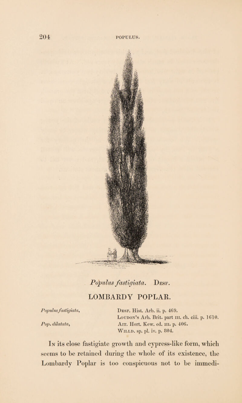 Po'fmlus fastigiata. Desf. LOMBARDY POPLAR. Populusfastigiata, Desf. Hist. Arb. ii. p. 469. Loudon’s Arb. Brit, part in. ch. ciii. p. 1610. Pop. dilatata, Ait. Hort. Kew. ed. hi. p. 406. Willd. sp. pi. iv. p. 804. In its close fastigiate growth and cypress-like form, which seems to be retained during the whole of its existence, the Lombardy Poplar is too conspicuous not to be immedi-