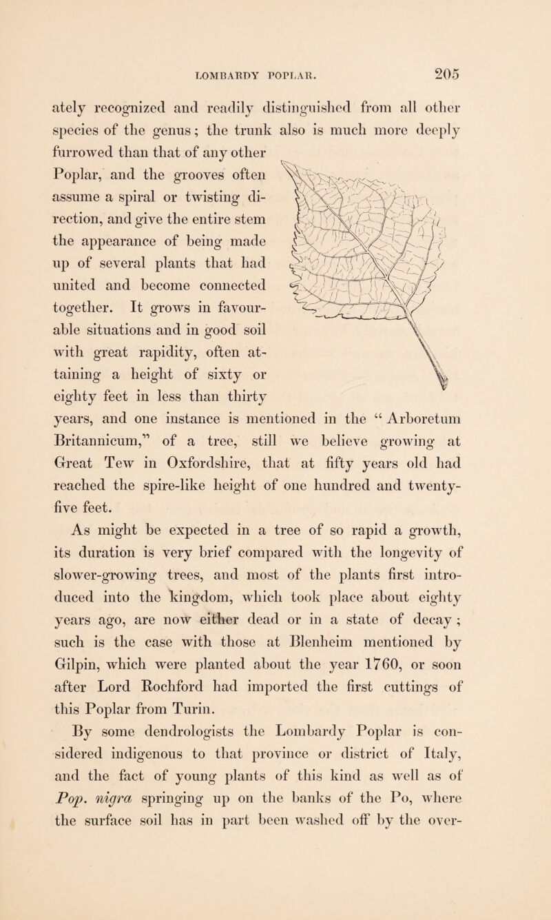 ately recognized and readily distinguished from all other species of the genus; the trunk also is much more deeply furrowed than that of any other the appearance of being made up of several plants that had united and become connected together. It grows in favour¬ able situations and in good soil with great rapidity, often at¬ taining a height of sixty or eighty feet in less than thirty years, and one instance is mentioned in the “ Arboretum Britannicum,” of a tree, still we believe growing at Great Tew in Oxfordshire, that at fifty years old had reached the spire-like height of one hundred and twenty- five feet. As might be expected in a tree of so rapid a growth, its duration is very brief compared with the longevity of slower-growing trees, and most of the plants first intro¬ duced into the kingdom, which took place about eighty years ago, are now either dead or in a state of decay ; such is the case with those at Blenheim mentioned by Gilpin, which were planted about the year 1760, or soon after Lord Rochford had imported the first cuttings of this Poplar from Turin. By some dendrologists the Lombardy Poplar is con¬ sidered indigenous to that province or district of Italy, and the fact of young plants of this kind as well as of Pop. nigra springing up on the banks of the Po, where the surface soil has in part been washed otf by the over- Poplar, and the grooves often assume a spiral or twisting di¬ rection, and give the entire stem