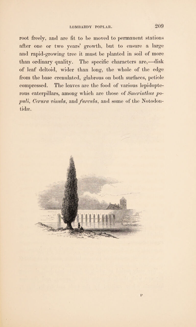 root freely, and are fit to be moved to permanent stations after one or two years’ growth, bnt to ensure a large and rapid-growing tree it must be planted in soil of more than ordinary quality. The specific characters are,—disk of leaf deltoid, wider than long, the whole of the edge from the base crenulated, glabrous on both surfaces, petiole compressed. The leaves are the food of various lepidopte- rous caterpillars, among which are those of Smerinthus po- puli, Cerura vinula, and furcula, and some of the Notodon- tidse. p