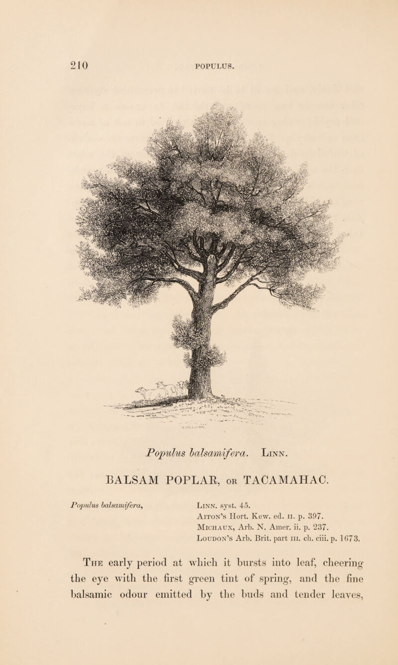 Populus bcdsamifera. Linn. BALSAM POPLAR, or TAOAMAHAC. Populus bcdsamifera, Linn. syst. 45. Aiton’s Hort. Ivew. ed. n. p. 397. Michaux, Arb. N. Amer. ii. p. 237. Loudon’s Arb. Brit, part m. ch. ciii. p. 1673. The early period at which it bursts into leaf, cheering the eye with the first green tint of spring, and the fine balsamic odour emitted by the buds and tender leaves,