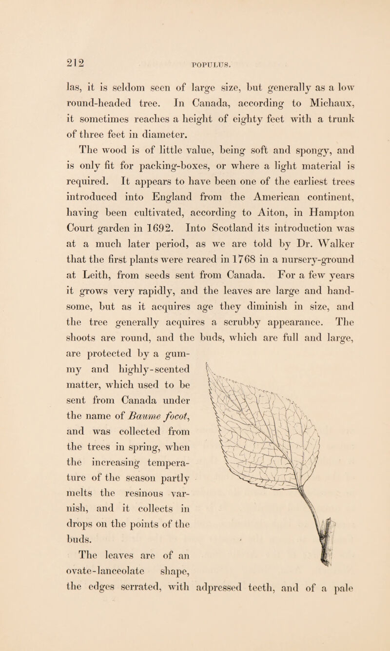 las, it is seldom seen of large size, but generally as a low round-headed tree. In Canada, according to Michaux, it sometimes reaches a height of eighty feet with a trunk of three feet in diameter. The wood is of little value, being soft and spongy, and is only fit for packing-boxes, or where a light material is required. It appears to have been one of the earliest trees introduced into England from the American continent, having been cultivated, according to Aiton, in Hampton Court garden in 1692. Into Scotland its introduction was at a much later period, as we are told by Dr. Walker that the first plants were reared in 1768 in a nursery-ground at Leith, from seeds sent from Canada. For a few years it grows very rapidly, and the leaves are large and hand¬ some, but as it acquires age they diminish in size, and the tree generally acquires a scrubby appearance. The shoots are round, and the buds, which are full and large, are protected by a gum¬ my and highly-scented matter, which used to be sent from Canada under the name of Baume focot, and was collected from the trees in spring, when the increasing tempera¬ ture of the season partly melts the resinous var¬ nish, and it collects in drops on the points of the buds. The leaves are of an mhl ovate-lanceolate shape, the edges serrated, with adpressed teeth, and of a pale