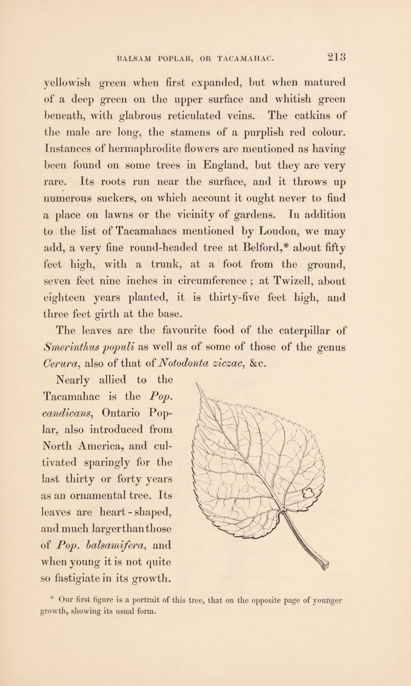 yellowish green when first expanded, but when matured of a deep green on the upper surface and whitish green beneath, with glabrous reticulated veins. The catkins of the male are long, the stamens of a purplish red colour. Instances of hermaphrodite flowers are mentioned as having been found on some trees in England, but they are very rare. Its roots run near the surface, and it throws up numerous suckers, on which account it ought never to find a place on lawns or the vicinity of gardens. In addition to the list of Tacamahacs mentioned by Loudon, we may add, a very fine round-headed tree at Belford,* about fifty feet high, with a trunk, at a foot from the ground, seven feet nine inches in circumference ; at Twizell, about eighteen years planted, it is thirty-five feet high, and three feet girth at the base. The leaves are the favourite food of the caterpillar of Smerintlms populi as well as of some of those of the genus Cerura, also of that of Notodonta ziczac, &c. Nearly allied to the Tacamahac is the Pop. candicans, Ontario Pop¬ lar, also introduced from North America, and cul¬ tivated sparingly for the last thirty or forty years as an ornamental tree. Its leaves are heart-shaped, and much larger than those of Pop. balsamifera, and when young it is not quite so fastigiate in its growth. Our first figure is a portrait of this tree, that on the opposite page of younger growth, showing its usual form.