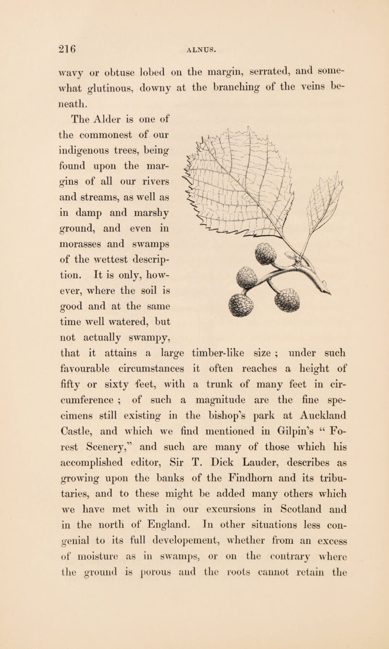 wavy or obtuse lobecl on the margin, serrated, and some¬ what glutinous, downy at the branching of the veins be¬ neath. The Alder is one of the commonest of our indigenous trees, being found upon the mar¬ gins of all our rivers and streams, as well as in damp and marshy ground, and even in morasses and swamps of the wettest descrip¬ tion. It is only, how¬ ever, where the soil is good and at the same fjjjill time well watered, but not actually swampy, that it attains a large timber-like size ; under such favourable circumstances it often reaches a height of fifty or sixty feet, with a trunk of many feet in cir¬ cumference ; of such a magnitude are the fine spe¬ cimens still existing in the bishop's park at Auckland Castle, and which we find mentioned in Gilpin's “ Fo¬ rest Scenery, and such are many of those which his accomplished editor, Sir T. Dick Lauder, describes as growing upon the banks of the Findhorn and its tribu¬ taries, and to these might be added many others which we have met with in our excursions in Scotland and in the north of England. In other situations less con¬ genial to its full developement, whether from an excess of moisture as in swamps, or on the contrary where the ground is porous and the roots cannot retain the