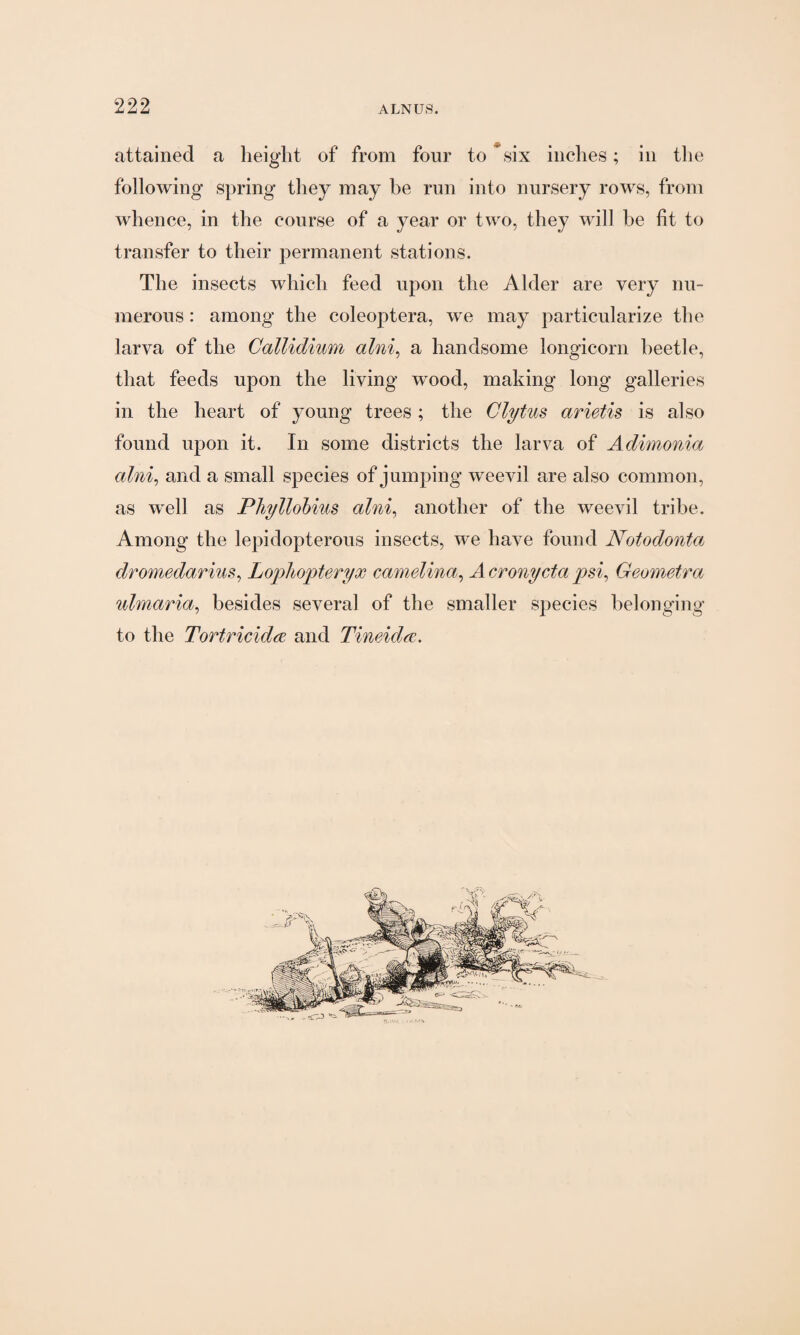 attained a height of from four to six inches; in the following spring they may he run into nursery rows, from whence, in the course of a year or two, they will be fit to transfer to their permanent stations. The insects which feed upon the Alder are very nu¬ merous : among the coleoptera, we may particularize the larva of the Callidium alni, a handsome longicorn beetle, that feeds upon the living wood, making long galleries in the heart of young trees; the Clytus arietis is also found upon it. In some districts the larva of Adimonia alni, and a small species of jumping weevil are also common, as well as Phyllobius alni, another of the weevil tribe. Among the lepidopterous insects, we have found Notodonta dromedarius, LopJiopteryx camelina, A crony eta psi, Geometra ulrnaria, besides several of the smaller species belonging to the Tortricida and Timid re.