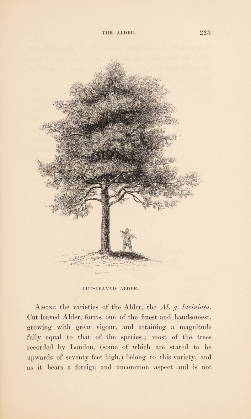 j.7,t •_ i a -yr-7. CUT-LEAYED ALDER. Among the varieties of the Alder, the Al. g. laciniata, Cut-leaved Alder, forms one of the finest and handsomest, growing with great vigour, and attaining a magnitude fully equal to that of the species ; most of tho trees recorded by Loudon, (some of which are stated to he upwards of seventy feet high,) belong to this variety, and as it bears a foreign and uncommon aspect and is not