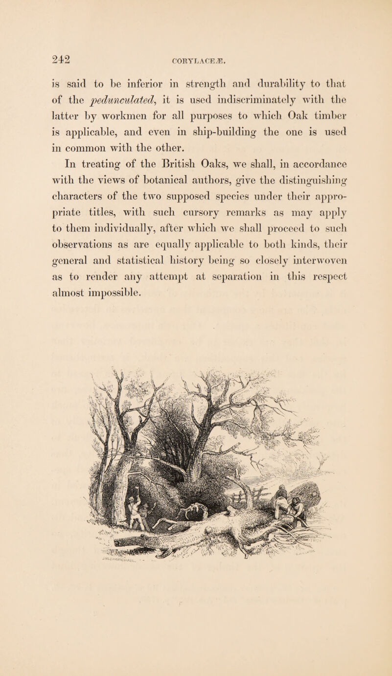 is said to be inferior in strength and durability to that of the pedunculated, it is used indiscriminately with the latter by workmen for all purposes to which Oak timber is applicable, and even in ship-building the one is used in common with the other. In treating of the British Oaks, we shall, in accordance with the views of botanical authors, give the distinguishing characters of the two supposed species under their appro¬ priate titles, with such cursory remarks as may apply to them individually, after which we shall proceed to such observations as are equally applicable to both kinds, their general and statistical history being so closely interwoven as to render any attempt at separation in this respect almost impossible.