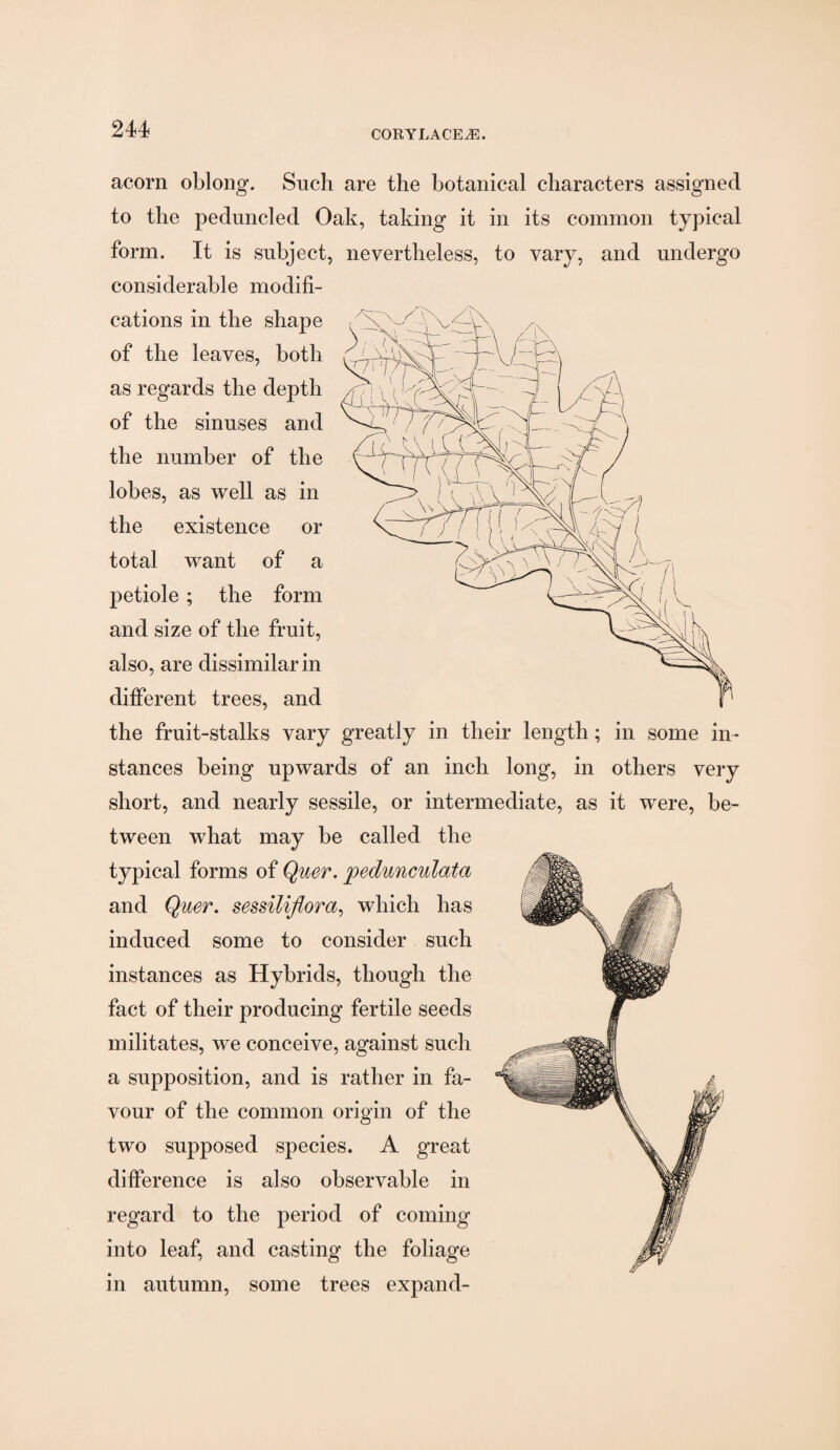 acorn oblong. Such are the botanical characters assigned to the peduncled Oak, taking it in its common typical form. It is subject, nevertheless, to vary, and undergo considerable modifi¬ cations in the shape of the leaves, both as regards the depth of the sinuses and the number of the lobes, as well as in the existence or total want of a petiole ; the form and size of the fruit, also, are dissimilar in different trees, and the fruit-stalks vary greatly in their length; in some in¬ stances being upwards of an inch long, in others very short, and nearly sessile, or intermediate, as it were, be¬ tween what may be called the typical forms of Quer. pedunculata and Quer. sessilijiora, which has induced some to consider such instances as Hybrids, though the fact of their producing fertile seeds militates, we conceive, against such a supposition, and is rather in fa¬ vour of the common origin of the two supposed species. A great difference is also observable in regard to the period of coming into leaf, and casting the foliage in autumn, some trees expand-