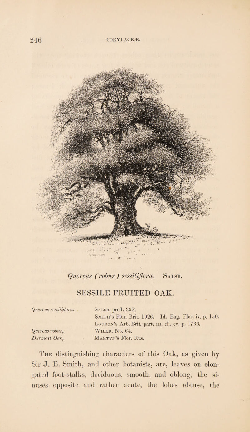 Quercus (robur) sessiliflora. Salsb. SESSILE-FRUITED OAK. Quercus sessiliflora, Quercus robur, Durmast Oak, Salsb. prod. 392. Smith’s Flor. Brit. 1026. Id. Eng. Flor. iv. p. 150. Loudon’s Arb. Brit. part. in. cli. cv. p. 1786. Willd. No. 64. Maktyn’s Flor. Rus. The distinguishing characters of this Oak, as given by Sir J. E. Smith, and other botanists, are, leaves on elon¬ gated foot-stalks, deciduous, smooth, and oblong, the si¬ nuses opposite and rather acute, the lobes obtuse, the