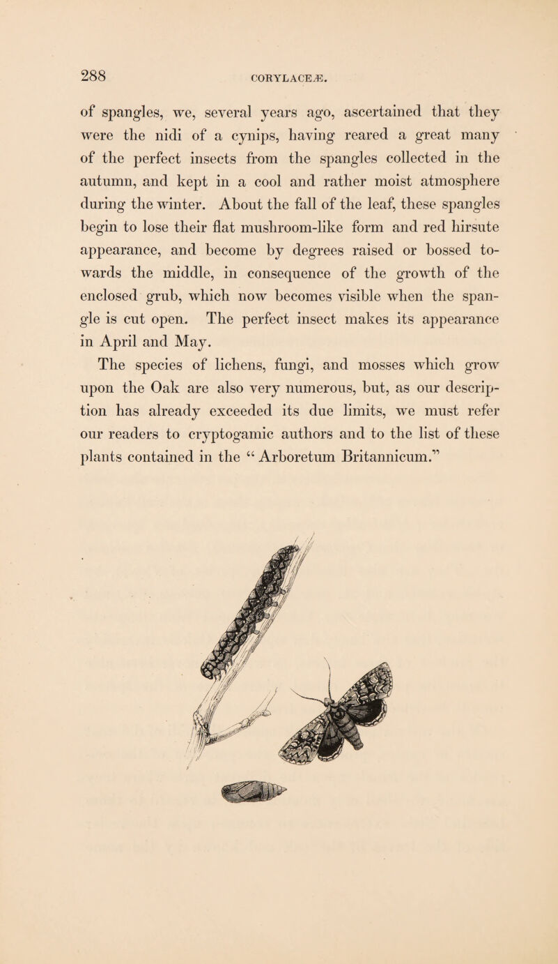 of spangles, we, several years ago, ascertained that they were the nidi of a cynips, having reared a great many of the perfect insects from the spangles collected in the autumn, and kept in a cool and rather moist atmosphere during the winter. About the fall of the leaf, these spangles begin to lose their flat mushroom-like form and red hirsute appearance, and become by degrees raised or bossed to¬ wards the middle, in consequence of the growth of the enclosed grub, which now becomes visible when the span¬ gle is cut open. The perfect insect makes its appearance in April and May. The species of lichens, fungi, and mosses which grow upon the Oak are also very numerous, but, as our descrip¬ tion has already exceeded its due limits, we must refer our readers to cryptogamic authors and to the list of these plants contained in the “ Arboretum Britannicum.”
