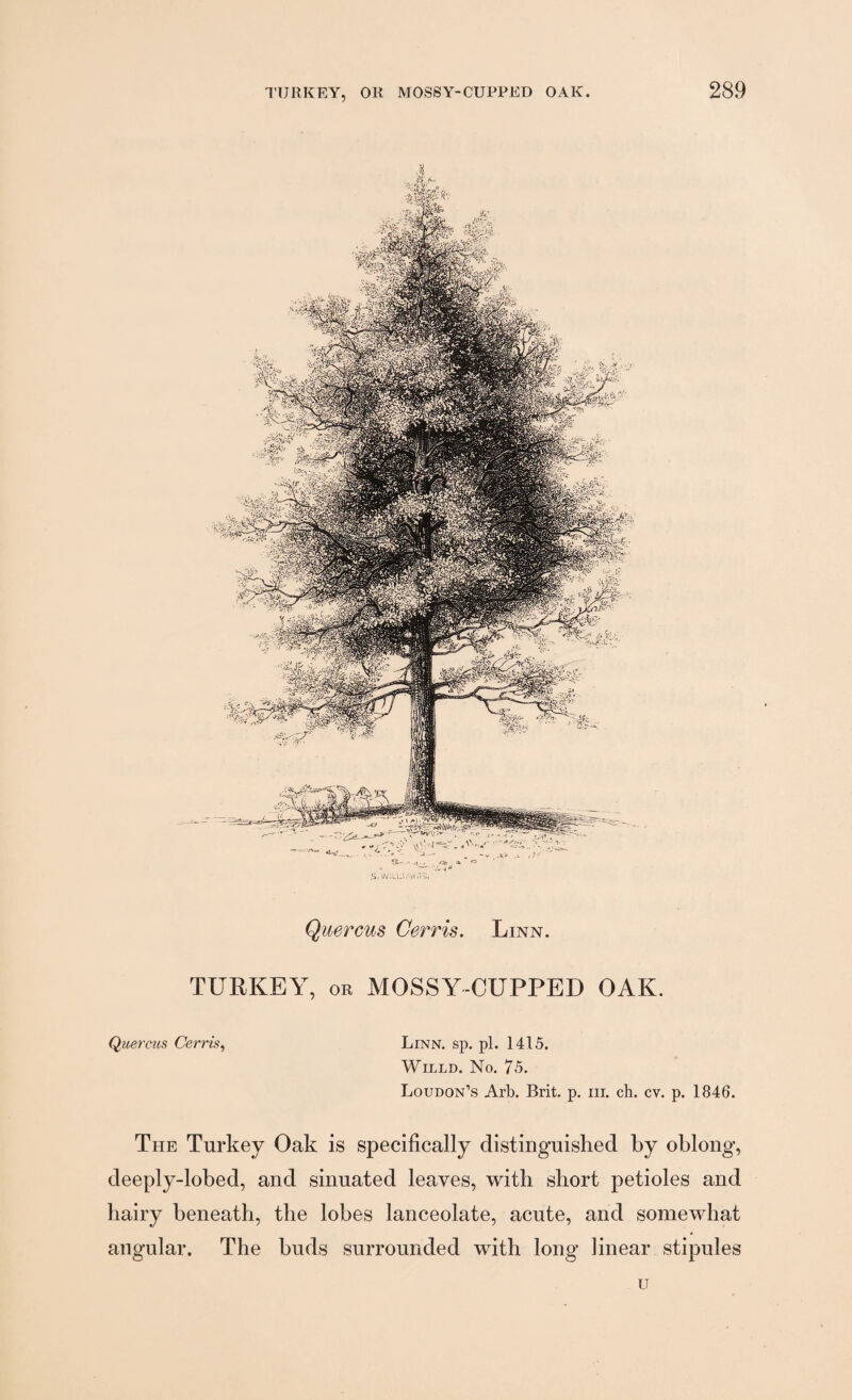 SU -A ^ _ a. » 5. V\y'.uj,.,;v(vifj. Quercus Cerris. Linn. TURKEY, or MOSSY-CUPPED OAK. Quercus Cerris, Linn. sp. pi. 1415. Willd. No. 75. Loudon’s Arb. Brit. p. in. ch. cv. p. 1846. The Turkey Oak is specifically distinguished by oblong, deeply-lobed, and sinuated leaves, with short petioles and hairy beneath, the lobes lanceolate, acute, and somewhat angular. The buds surrounded with long linear stipules u