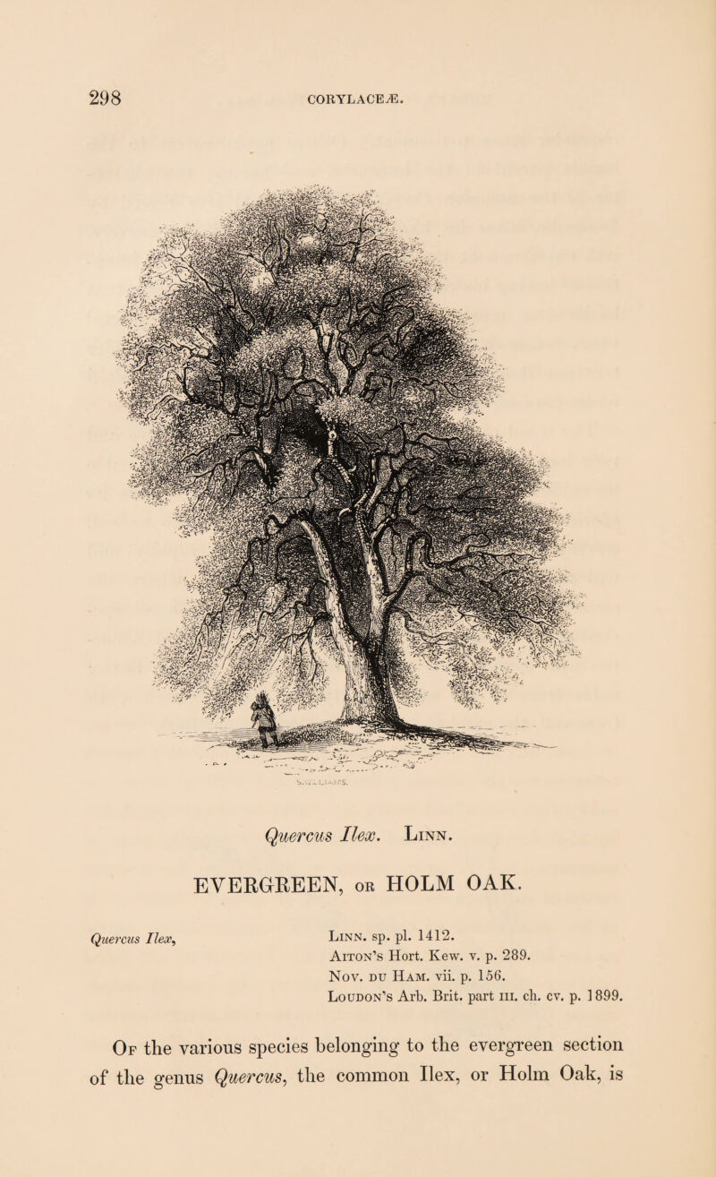 Quercus Ilex. Linn. EVERGREEN, or HOLM OAK. Quercus Ilex, Linn. sp. pi. 1412. Aiton’s Hort. Kew. v. p. 289. Nov. du Ham. vii. p. 156. Loudon’s Arb. Brit, part hi. cb. cv. p. 1899. Of the various species belonging to the evergreen section of the genus Quercus, the common Ilex, or Holm Oak, is