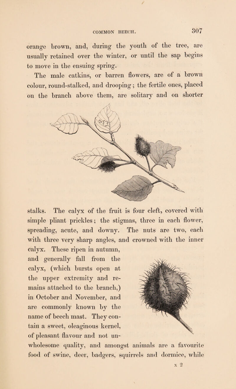 orange brown, and, during the youth of the tree, are usually retained over the winter, or until the sap begins to move in the ensuing spring. The male catkins, or barren flowers, are of a brown colour, round-stalked, and drooping; the fertile ones, placed on the branch above them, are solitary and on shorter A/X stalks. The calyx of the fruit is four cleft, covered with simple pliant prickles; the stigmas, three in each flower, spreading, acute, and downy. The nuts are two, each with three very sharp angles, and crowned with the inner calyx. These ripen in autumn, and generally fall from the calyx, (which bursts open at the upper extremity and re¬ mains attached to the branch,) in October and November, and are commonly known by the name of beech mast. They con¬ tain a sweet, oleaginous kernel, of pleasant flavour and not un¬ wholesome quality, and amongst animals are a favourite food of swine, deer, badgers, squirrels and dormice, while