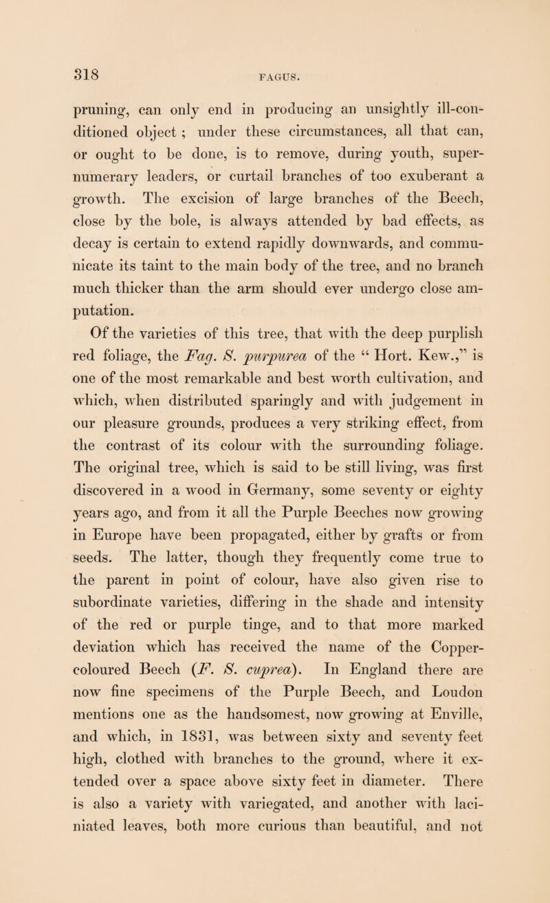 pruning, can only end in producing an unsightly ill-con¬ ditioned object; under these circumstances, all that can, or ought to he done, is to remove, during youth, super¬ numerary leaders, or curtail branches of too exuberant a growth. The excision of large branches of the Beech, close by the bole, is always attended by bad effects, as decay is certain to extend rapidly downwards, and commu¬ nicate its taint to the main body of the tree, and no branch much thicker than the arm should ever undergo close am¬ putation. Of the varieties of this tree, that with the deep purplish red foliage, the Fag. S. purpurea of the “ Hort. Kew.,” is one of the most remarkable and best worth cultivation, and which, when distributed sparingly and with judgement in our pleasure grounds, produces a very striking effect, from the contrast of its colour with the surrounding foliage. The original tree, which is said to be still living, was first discovered in a wood in Germany, some seventy or eighty years ago, and from it all the Purple Beeches now growing in Europe have been propagated, either by grafts or from seeds. The latter, though they frequently come true to the parent in point of colour, have also given rise to subordinate varieties, differing in the shade and intensity of the red or purple tinge, and to that more marked deviation which has received the name of the Copper- coloured Beech (F. S. cuprea). In England there are now fine specimens of the Purple Beech, and Loudon mentions one as the handsomest, now growing at Enville, and which, in 1831, was between sixty and seventy feet high, clothed with branches to the ground, where it ex¬ tended over a space above sixty feet in diameter. There is also a variety with variegated, and another with laci- niated leaves, both more curious than beautiful, and not