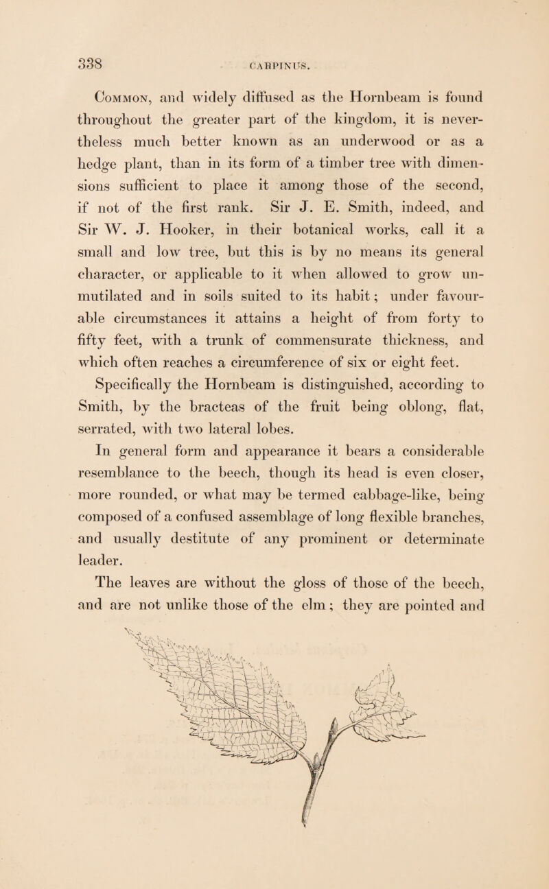 Common, and widely diffused as the Hornbeam is found throughout the greater part of the kingdom, it is never¬ theless much better known as an underwood or as a hedge plant, than in its form of a timber tree with dimen¬ sions sufficient to place it among those of the second, if not of the first rank. Sir J. E. Smith, indeed, and Sir W. J. Hooker, in their botanical works, call it a small and low tree, but this is by no means its general character, or applicable to it when allowed to grow un¬ mutilated and in soils suited to its habit; under favour¬ able circumstances it attains a height of from forty to fifty feet, with a trunk of commensurate thickness, and which often reaches a circumference of six or eight feet. Specifically the Hornbeam is distinguished, according to Smith, by the bracteas of the fruit being oblong, flat, serrated, with two lateral lobes. In general form and appearance it bears a considerable resemblance to the beech, though its head is even closer, more rounded, or what may be termed cabbage-like, being composed of a confused assemblage of long flexible branches, and usually destitute of any prominent or determinate leader. The leaves are without the gloss of those of the beech, and are not unlike those of the elm ; they are pointed and