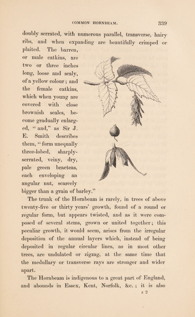 doubly serrated, with numerous parallel, transverse, hairy ribs, and when expanding are beautifully crimped or plaited. The barren, or male catkins, are two or three inches Jong, loose and scaly, of a yellow colour; and the female catkins, which when young are covered with close brownish scales, be¬ come gradually enlarg¬ ed, “ and,” as Sir J. E. Smith describes them, “ form unequally three-lobed, sharply- serrated, veiny, dry, pale green bracteas, each enveloping an angular nut, scarcely bigger than a grain of barley.” The trunk of the Hornbeam is rarely, in trees of above twenty-five or thirty years’ growth, found of a round or regular form, but appears twisted, and as it were com¬ posed of several stems, grown or united together; this peculiar growth, it would seem, arises from the irregular deposition of the annual layers which, instead of being deposited in regular circular lines, as in most other trees, are undulated or zigzag, at the same time that the medullary or transverse rays are stronger and wider apart. The Hornbeam is indigenous to a great part of England, and abounds in Essex, Kent, Norfolk, &c. ; it is also