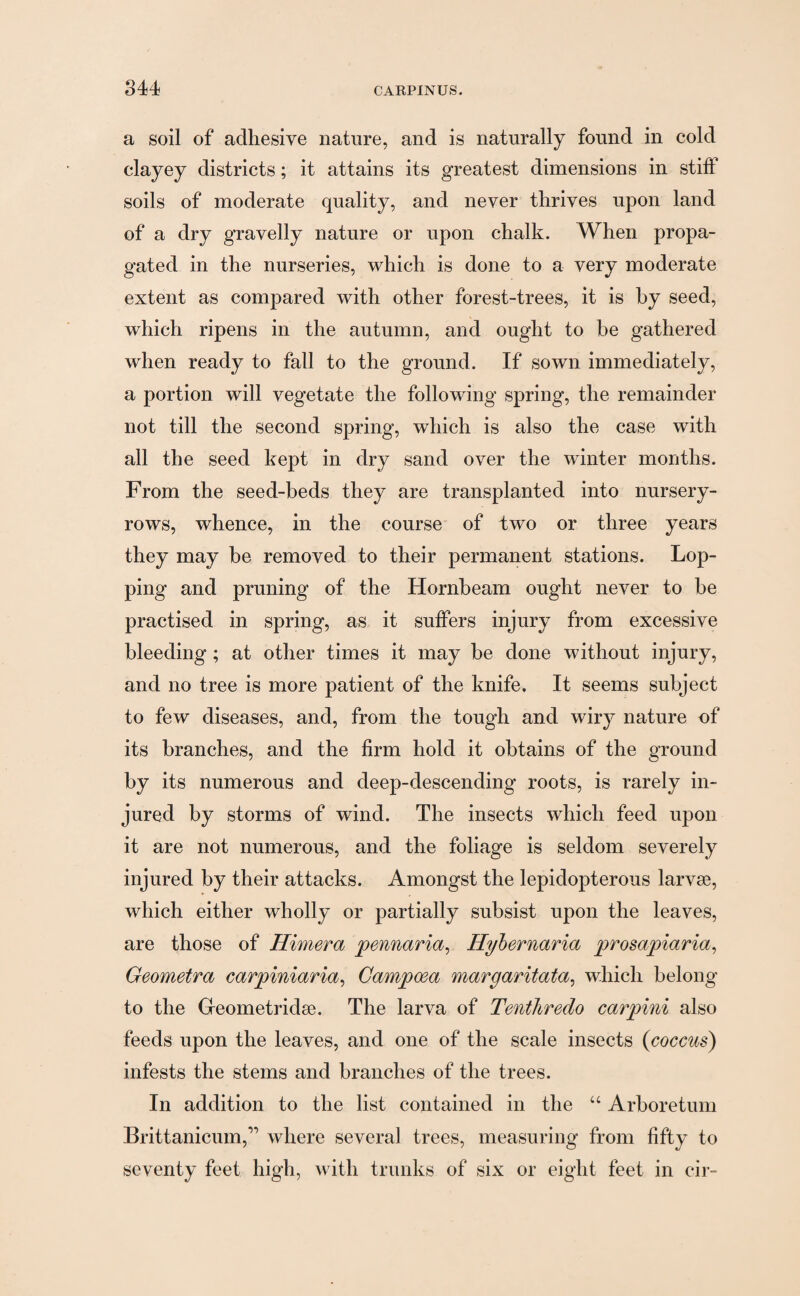 a soil of adhesive nature, and is naturally found in cold clayey districts; it attains its greatest dimensions in stiff soils of moderate quality, and never thrives upon land of a dry gravelly nature or upon chalk. When propa¬ gated in the nurseries, which is done to a very moderate extent as compared with other forest-trees, it is by seed, which ripens in the autumn, and ought to be gathered when ready to fall to the ground. If sown immediately, a portion will vegetate the following spring, the remainder not till the second spring, which is also the case with all the seed kept in dry sand over the winter months. From the seed-beds they are transplanted into nursery- rows, whence, in the course of two or three years they may be removed to their permanent stations. Lop¬ ping and pruning of the Hornbeam ought never to be practised in spring, as it suffers injury from excessive bleeding ; at other times it may be done without injury, and no tree is more patient of the knife. It seems subject to few diseases, and, from the tough and wiry nature of its branches, and the firm hold it obtains of the ground by its numerous and deep-descending roots, is rarely in¬ jured by storms of wind. The insects which feed upon it are not numerous, and the foliage is seldom severely injured by their attacks. Amongst the lepidopterous larvae, which either wholly or partially subsist upon the leaves, are those of Himera pennaria, Ilybernaria prosapiaria, Geometra carpiniaria, Campcea margaritata, which belong to the Geometridae. The larva of Tenthredo carpini also feeds upon the leaves, and one of the scale insects (coccus) infests the stems and branches of the trees. In addition to the list contained in the “ Arboretum Brittanicum,” where several trees, measuring from fifty to seventy feet high, with trunks of six or eight feet in cir-