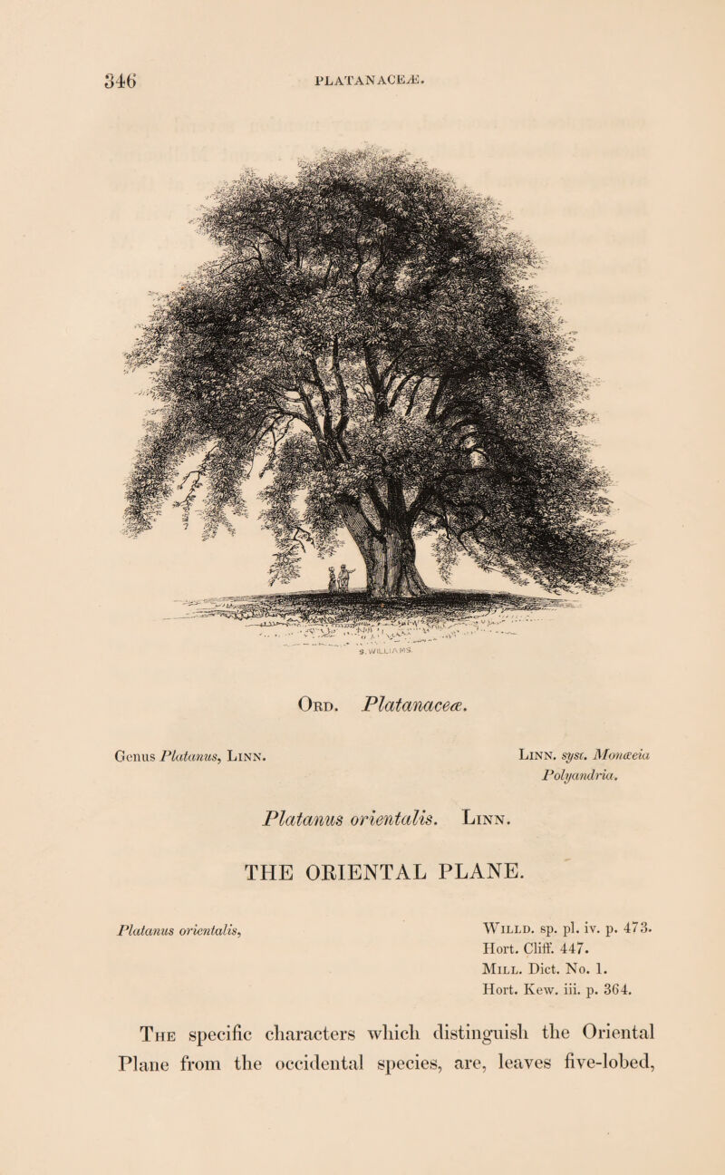 S. WILLIAMS'. Ord. Platanacece. Genus Platanus, Linn. Linn. sysc. Movceeia Polyandria, Platanus orientalis. Linn. THE ORIENTAL PLANE. Platanus orientalis, Willd. sp. pi. iv. p. 473. Hort. Cliff. 447. Mill. Diet. No. 1. Hort. Kew. iii. p. 364. The specific characters Plane from the occidental which distinguish the Oriental species, are, leaves five-lobed,