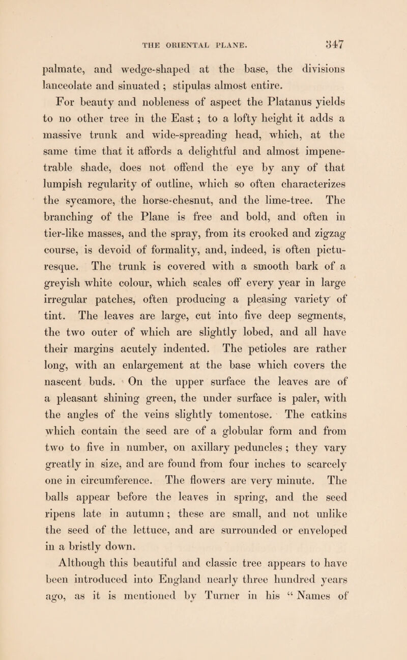 palmate, and wedge-shaped at the base, the divisions lanceolate and sinuated ; stipulas almost entire. For beauty and nobleness of aspect the Platanus yields to no other tree in the East; to a lofty height it adds a massive trunk and wide-spreading head, which, at the same time that it affords a delightful and almost impene¬ trable shade, does not offend the eye by any of that lumpish regularity of outline, which so often characterizes the sycamore, the horse-chesnut, and the lime-tree. The branching of the Plane is free and bold, and often in tier-like masses, and the spray, from its crooked and zigzag course, is devoid of formality, and, indeed, is often pictu¬ resque. The trunk is covered with a smooth hark of a greyish white colour, which scales off every year in large irregular patches, often producing a pleasing variety of tint. The leaves are large, cut into five deep segments, the two outer of which are slightly lohed, and all have their margins acutely indented. The petioles are rather long, with an enlargement at the base which covers the nascent buds. On the upper surface the leaves are of a pleasant shining green, the under surface is paler, with the angles of the veins slightly tomentose. The catkins which contain the seed are of a globular form and from two to five in number, on axillary peduncles ; they vary greatly in size, and are found from four inches to scarcely one in circumference. The flowers are very minute. The halls appear before the leaves in spring, and the seed ripens late in autumn; these are small, and not unlike the seed of the lettuce, and are surrounded or enveloped in a bristly down. Although this beautiful and classic tree appears to have been introduced into England nearly three hundred years ago, as it is mentioned by Turner in his “ Names of