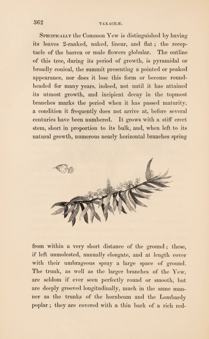 TAXACEA2. Specifically the Common Yew is distinguished by having its leaves 2-ranked, naked, linear, and flat ; the recep¬ tacle of the barren or male flowers globular. The outline of this tree, during its period of growth, is pyramidal or broadly conical, the summit presenting a pointed or peaked appearance, nor does it lose this form or become round- headed for many years, indeed, not until it has attained its utmost growth, and incipient decay in the topmost branches marks the period when it has passed maturity, a condition it frequently does not arrive at, before several centuries have been numbered. It grows with a stiff erect stem, short in proportion to its bulk, and, when left to its natural growth, numerous nearly horizontal branches spring from within a very short distance of the ground ; these, if left unmolested, annually elongate, and at length cover with their umbrageous spray a large space of ground. The trunk, as wrell as the larger branches of the Yew, are seldom if ever seen perfectly round or smooth, but are deeply grooved longitudinally, much in the same man¬ ner as the trunks of the hornbeam and the Lombardy poplar ; they are covered with a thin bark of a rich red-