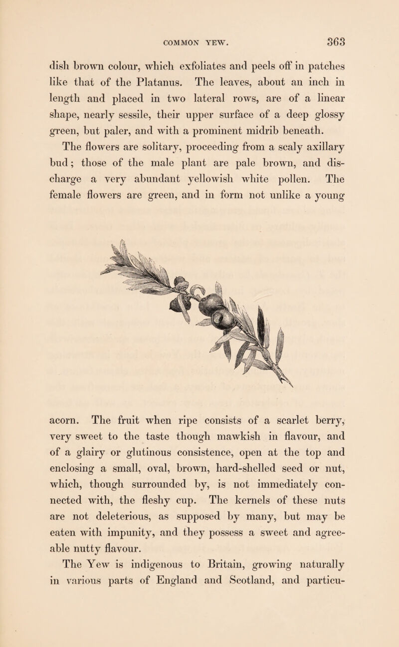 clisli brown colour, which exfoliates and peels off in patches like that of the Platanus. The leaves, about an inch in length and placed in two lateral rows, are of a linear shape, nearly sessile, their upper surface of a deep glossy green, but paler, and with a prominent midrib beneath. The flowers are solitary, proceeding from a scaly axillary bud; those of the male plant are pale brown, and dis¬ charge a very abundant yellowish white pollen. The female flowers are green, and in form not unlike a young acorn. The fruit when ripe consists of a scarlet berry, very sw'eet to the taste though mawkish in flavour, and of a glairy or glutinous consistence, open at the top and enclosing a small, oval, brown, hard-shelled seed or nut, which, though surrounded by, is not immediately con¬ nected with, the fleshy cup. The kernels of these nuts are not deleterious, as supposed by many, but may be eaten with impunity, and they possess a sweet and agree¬ able nutty flavour. The Yew is indigenous to Britain, growing naturally in various parts of England and Scotland, and particu-