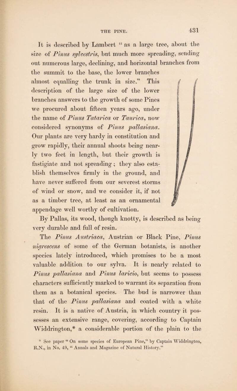 It is described by Lambert a as a large tree, about tlie size of Pinus sylvestris, but much more spreading, sending out numerous large, declining, and horizontal branches from the summit to the base, the lower branches almost equalling the trunk in size.” This description of the large size of the lower branches answers to the growth of some Pines we procured about fifteen years ago, under the name of Pinus Tatarica or Taurica, now considered synonyms of Pinus pallasiana. Our plants are very hardy in constitution and grow rapidly, their annual shoots being near¬ ly two feet in length, but their growth is fastigiate and not spreading; they also esta¬ blish themselves firmly in the ground, and have never suffered from our severest storms of wind or snow, and we consider it, if not as a timber tree, at least as an ornamental appendage well worthy of cultivation. By Pallas, its wood, though knotty, is described as being very durable and full of resin. The Pinus Austriaca, Austrian or Black Pine, Pinus nigrescens of some of the German botanists, is another species lately introduced, which promises to be a most valuable addition to our sylva. It is nearly related to Pinus pallasiana and Pinus laricio, but seems to possess characters sufficiently marked to warrant its separation from them as a botanical species. The bud is narrower than that of the Pinus pallasiana and coated with a white resin. It is a native of Austria, in which country it pos¬ sesses an extensive range, covering, according to Captain Widdrington,* a considerable portion of the plain to the * See paper “ On some species of European Pine,” by Captain Widdrington, R.N., in No. 49, “ Annals and Magazine of Natural History.”