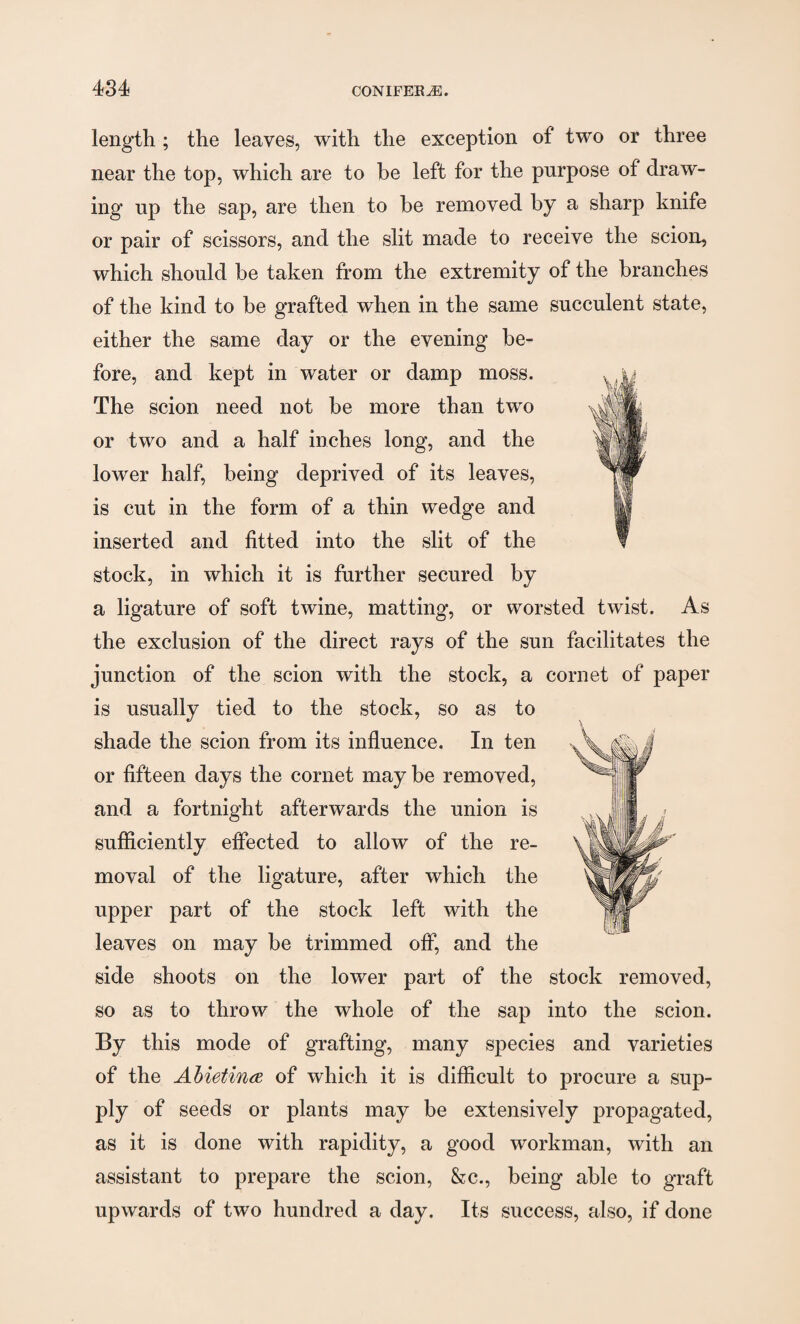 length ; the leaves, with the exception of two or three near the top, which are to be left for the purpose of draw¬ ing up the sap, are then to be removed by a sharp knife or pair of scissors, and the slit made to receive the scion, which should be taken from the extremity of the branches of the kind to be grafted when in the same succulent state, either the same day or the evening be¬ fore, and kept in water or damp moss. The scion need not be more than two or two and a half inches long, and the lower half, being deprived of its leaves, is cut in the form of a thin wedge and inserted and fitted into the slit of the stock, in which it is further secured by a ligature of soft twine, matting, or worsted twist. As the exclusion of the direct rays of the sun facilitates the junction of the scion with the stock, a cornet of paper is usually tied to the stock, so as to shade the scion from its influence. In ten or fifteen days the cornet maybe removed, and a fortnight afterwards the union is sufficiently effected to allow of the re¬ moval of the ligature, after which the upper part of the stock left with the leaves on may be trimmed off, and the side shoots on the lower part of the stock removed, so as to throw the whole of the sap into the scion. By this mode of grafting, many species and varieties of the Abietina of which it is difficult to procure a sup¬ ply of seeds or plants may be extensively propagated, as it is done with rapidity, a good workman, with an assistant to prepare the scion, &c., being able to graft upwards of two hundred a day. Its success, also, if done