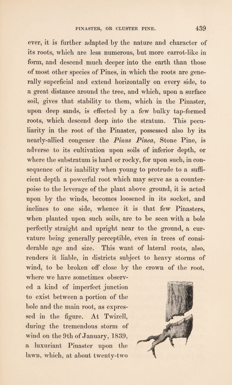 ever, it is further adapted by the nature and character of its roots, which are less numerous, but more carrot-like in form, and descend much deeper into the earth than those of most other species of Pines, in which the roots are gene¬ rally superficial and extend horizontally on every side, to a great distance around the tree, and which, upon a surface soil, gives that stability to them, which in the Pinaster, upon deep sands, is effected by a few bulky tap-formed roots, which descend deep into the stratum. This pecu¬ liarity in the root of the Pinaster, possessed also by its nearly-allied congener the Pinus Pinea, Stone Pine, is adverse to its cultivation upon soils of inferior depth, or where the substratum is hard or rocky, for upon such, in con¬ sequence of its inability when young to protrude to a suffi¬ cient depth a powerful root which may serve as a counter¬ poise to the leverage of the plant above ground, it is acted upon by the winds, becomes loosened in its socket, and inclines to one side, whence it is that few Pinasters, when planted upon such soils, are to be seen with a bole perfectly straight and upright near to the ground, a cur¬ vature being generally perceptible, even in trees of consi¬ derable age and size. This want of lateral roots, also, renders it liable, in districts subject to heavy storms of wind, to be broken off close by the crown of the root, where we have sometimes observ¬ ed a kind of imperfect junction to exist between a portion of the bole and the main root, as expres¬ sed in the figure. At Twizell, during the tremendous storm of wind on the 9th of January, 1839, a luxuriant Pinaster upon the lawn, which, at about twenty-two