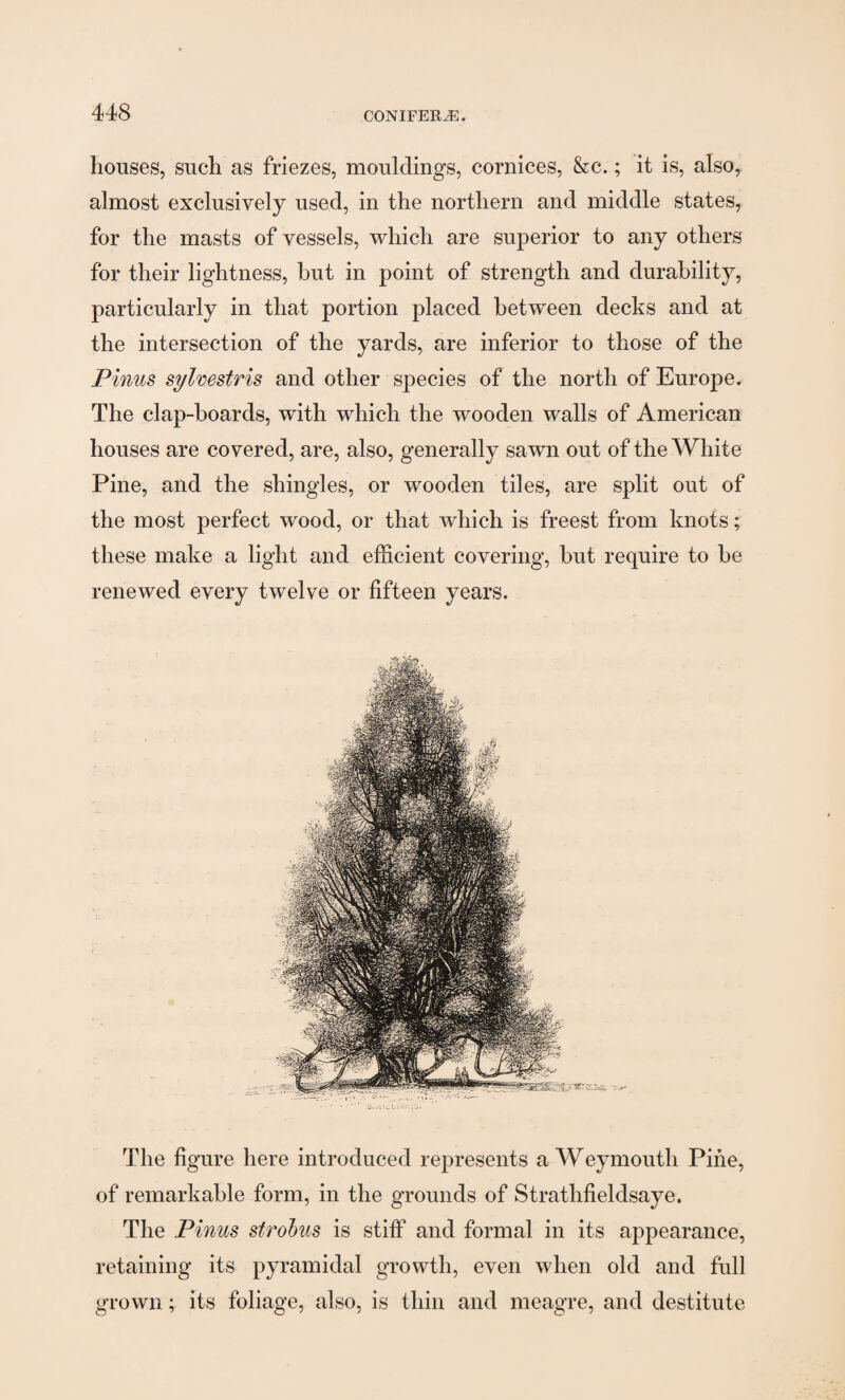 houses, such as friezes, mouldings, cornices, &c.; it is, also, almost exclusively used, in the northern and middle states, for the masts of vessels, which are superior to any others for their lightness, hut in point of strength and durability, particularly in that portion placed between decks and at the intersection of the yards, are inferior to those of the Pinus sylvestris and other species of the north of Europe. The clap-boards, with which the wooden walls of American houses are covered, are, also, generally sawn out of the White Pine, and the shingles, or wooden tiles, are split out of the most perfect wood, or that which is freest from knots; these make a light and efficient covering, but require to be renewed every twelve or fifteen years. The figure here introduced represents a Weymouth Pine, of remarkable form, in the grounds of Stratlffieldsaye, The Pinus strohus is stiff and formal in its appearance, retaining its pyramidal growth, even when old and full grown; its foliage, also, is thin and meagre, and destitute