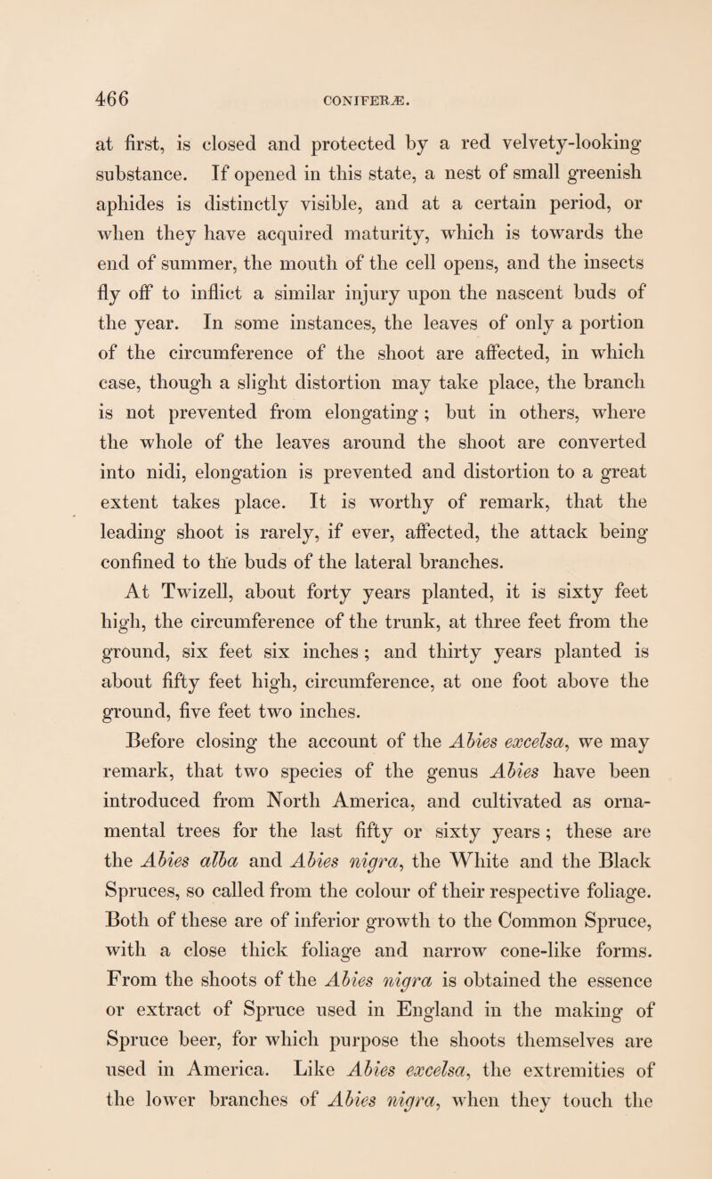 at first, is closed and protected by a red velvety-looking substance. If opened in this state, a nest of small greenish aphides is distinctly visible, and at a certain period, or when they have acquired maturity, which is towards the end of summer, the mouth of the cell opens, and the insects fly off to inflict a similar injury upon the nascent buds of the year. In some instances, the leaves of only a portion of the circumference of the shoot are affected, in which case, though a slight distortion may take place, the branch is not prevented from elongating; but in others, where the whole of the leaves around the shoot are converted into nidi, elongation is prevented and distortion to a great extent takes place. It is worthy of remark, that the leading shoot is rarely, if ever, affected, the attack being- confined to the buds of the lateral branches. At Twizell, about forty years planted, it is sixty feet high, the circumference of the trunk, at three feet from the ground, six feet six inches ; and thirty years planted is about fifty feet high, circumference, at one foot above the ground, five feet two inches. Before closing the account of the Abies excelsa, we may remark, that two species of the genus Abies have been introduced from North America, and cultivated as orna¬ mental trees for the last fifty or sixty years ; these are the Abies alba and Abies nigra, the White and the Black Spruces, so called from the colour of their respective foliage. Both of these are of inferior growth to the Common Spruce, with a close thick foliage and narrow cone-like forms. From the shoots of the Abies nigra is obtained the essence or extract of Spruce used in England in the making of Spruce beer, for which purpose the shoots themselves are used in America. Like Abies excelsa, the extremities of the lower branches of Abies nigra, when they touch the