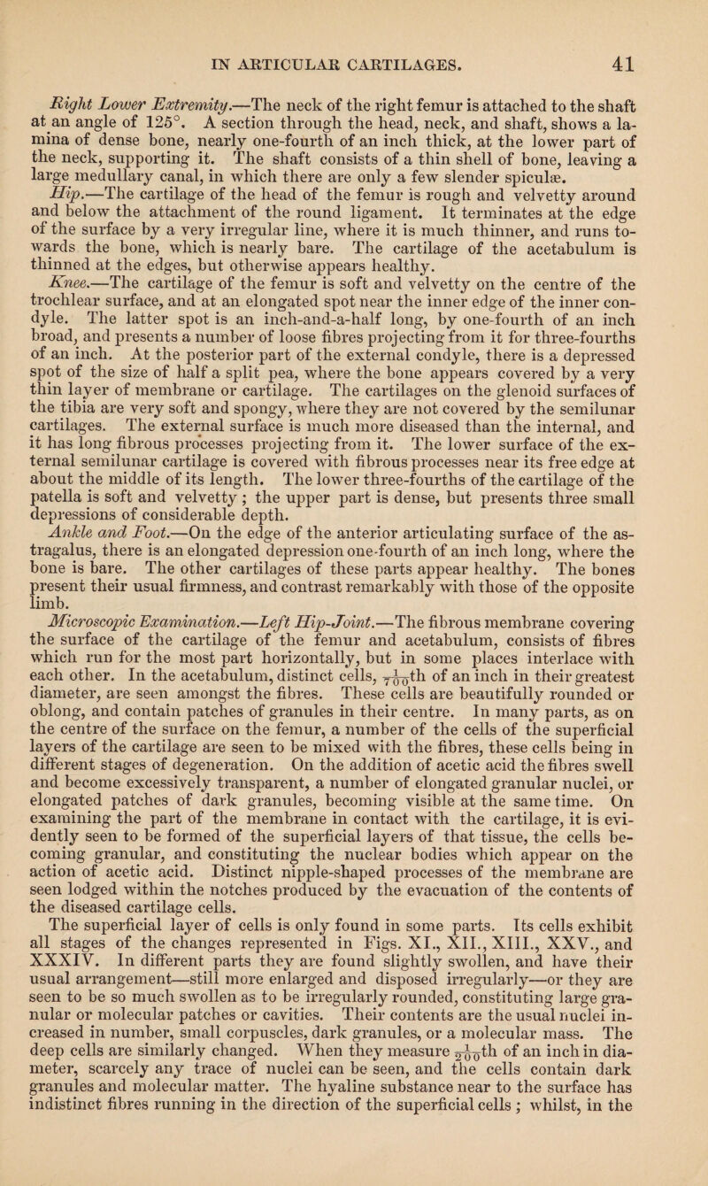 Right Lower Extremity.—The neck of the right femur is attached to the shaft at an angle of 125°. A section through the head, neck, and shaft, shows a la¬ mina of dense bone, nearly one-fourth of an inch thick, at the lower part of the neck, supporting it. The shaft consists of a thin shell of bone, leaving a large medullary canal, in which there are only a few slender spiculae. Hip.—The cartilage of the head of the femur is rough and velvetty around and below the attachment of the round ligament. It terminates at the edge of the surface by a very irregular line, where it is much thinner, and runs to¬ wards the bone, which is nearly bare. The cartilage of the acetabulum is thinned at the edges, but otherwise appears healthy. Knee.—The cartilage of the femur is soft and velvetty on the centre of the trochlear surface, and at an elongated spot near the inner edge of the inner con¬ dyle. The latter spot is an inch-and-a-half long, by one-fourth of an inch broad, and presents a number of loose fibres projecting from it for three-fourths of an inch. At the posterior part of the external condyle, there is a depressed spot of the size of half a split pea, where the bone appears covered by a very thin layer of membrane or cartilage. The cartilages on the glenoid surfaces of the tibia are very soft and spongy, where they are not covered by the semilunar cartilages. The external surface is much more diseased than the internal, and it has long fibrous processes projecting from it. The lower surface of the ex¬ ternal semilunar cartilage is covered with fibrous processes near its free edge at about the middle of its length. The lower three-fourths of the cartilage of the patella is soft and velvetty ; the upper part is dense, but presents three small depressions of considerable depth. Ankle and Foot.—On the edge of the anterior articulating surface of the as¬ tragalus, there is an elongated depression one-fourth of an inch long, where the bone is bare. The other cartilages of these parts appear healthy. The bones present their usual firmness, and contrast remarkably with those of the opposite limb. Microscopic Examination.—Left Hip-Joint.—The fibrous membrane covering the surface of the cartilage of the femur and acetabulum, consists of fibres which run for the most part horizontally, but in some places interlace with each other. In the acetabulum, distinct cells, y^th of an inch in their greatest diameter, are seen amongst the fibres. These cells are beautifully rounded or oblong, and contain patches of granules in their centre. In many parts, as on the centre of the surface on the femur, a number of the cells of the superficial layers of the cartilage are seen to be mixed with the fibres, these cells being in different stages of degeneration. On the addition of acetic acid the fibres swell and become excessively transparent, a number of elongated granular nuclei, or elongated patches of dark granules, becoming visible at the same time. On examining the part of the membrane in contact with the cartilage, it is evi¬ dently seen to be formed of the superficial layers of that tissue, the cells be¬ coming granular, and constituting the nuclear bodies which appear on the action of acetic acid. Distinct nipple-shaped processes of the membrane are seen lodged within the notches produced by the evacuation of the contents of the diseased cartilage cells. The superficial layer of cells is only found in some parts. Its cells exhibit all stages of the changes represented in Figs. XI., XII., XIII., XXV., and XXXIV. In different parts they are found slightly swollen, and have their usual arrangement—still more enlarged and disposed irregularly—or they are seen to be so much swollen as to be irregularly rounded, constituting large gra¬ nular or molecular patches or cavities. Their contents are the usual nuclei in¬ creased in number, small corpuscles, dark granules, or a molecular mass. The deep cells are similarly changed. When they measure g^th °f an inch in dia¬ meter, scarcely any trace of nuclei can be seen, and the cells contain dark granules and molecular matter. The hyaline substance near to the surface has indistinct fibres running in the direction of the superficial cells ; whilst, in the