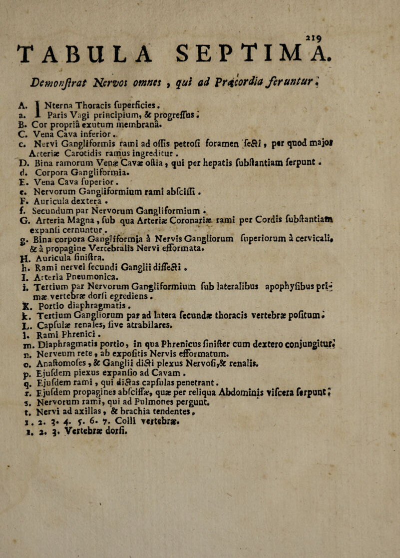 Demonjlrat Nervos omnes , qui ad Pr^cordia feruntur A. I Nterna Thoracis fuperficies. a. X Paris Vagi principium» & progreflus • B* Cor propria exutum membrana. C. Vena Cava inferior. c. Nervi Gangliformis fami ad offis petrofi foramen fefti, per quod majof Arterias Carotidis ramus ingreditur. D. Bina ramorum Venae Cava: oftia, qui per hepatis fubftanfciam ferpunt - d. Corpora Gangliformia. E. Vena Cava fuperior. t. Nervorum Gangliformium rami abfeiffi . F. Auricula dextera • f. Secundum par Nervorum Gangliformium • G. Arteria Magna , fub qua Arteriae Coronari* rami per Cordis fubftantiafh cxpanli cernuntur. g. Bina corpora Gangiiformja h Nervis Gangliorum fuperiorum a cervicali# & a propagine Vertebralis Nervi efformata. H. Auricula liniftra. h. Rami nervei fecundi Ganglii difleeli . I. Arteria Pneumonica. j. Tertium par Nervorum Gangliformium fub lateralibus apophyfibus pri*- mae vertebra: dorli egrediens. K. Portio diaphragmatis. k. Tertium Gangliorum par ad latera fecundae thoracis vertebrae pofitum* L. Capfula renales, live atrabilares. l. Rami Phrenici. m. Diaphragmatis portio, in qua Phrenicus finifter cum dextero conjungitur# n. Nerveum rete 9 ab expolitis Nervis efformatum. o. Anaftomofes 9 & Ganglii diSi plexus Nervofi,& renalis. p. Ejufdem piexus expanfio ad Cavam . q. Ejufdem rami, qui di&as capfulas penetrant. r. Ejufdem propagines abfciilW, qua per reliqua Abdominis vifcera ferpUQtl s. Nervorum rami, qui ad Pulmones pergunt. t. Nervi ad axillas, & brachia tendentes» j. 2. 3* 4* f* 6* Colli vertebra* i. a. 3* Vertebra dorfi. i