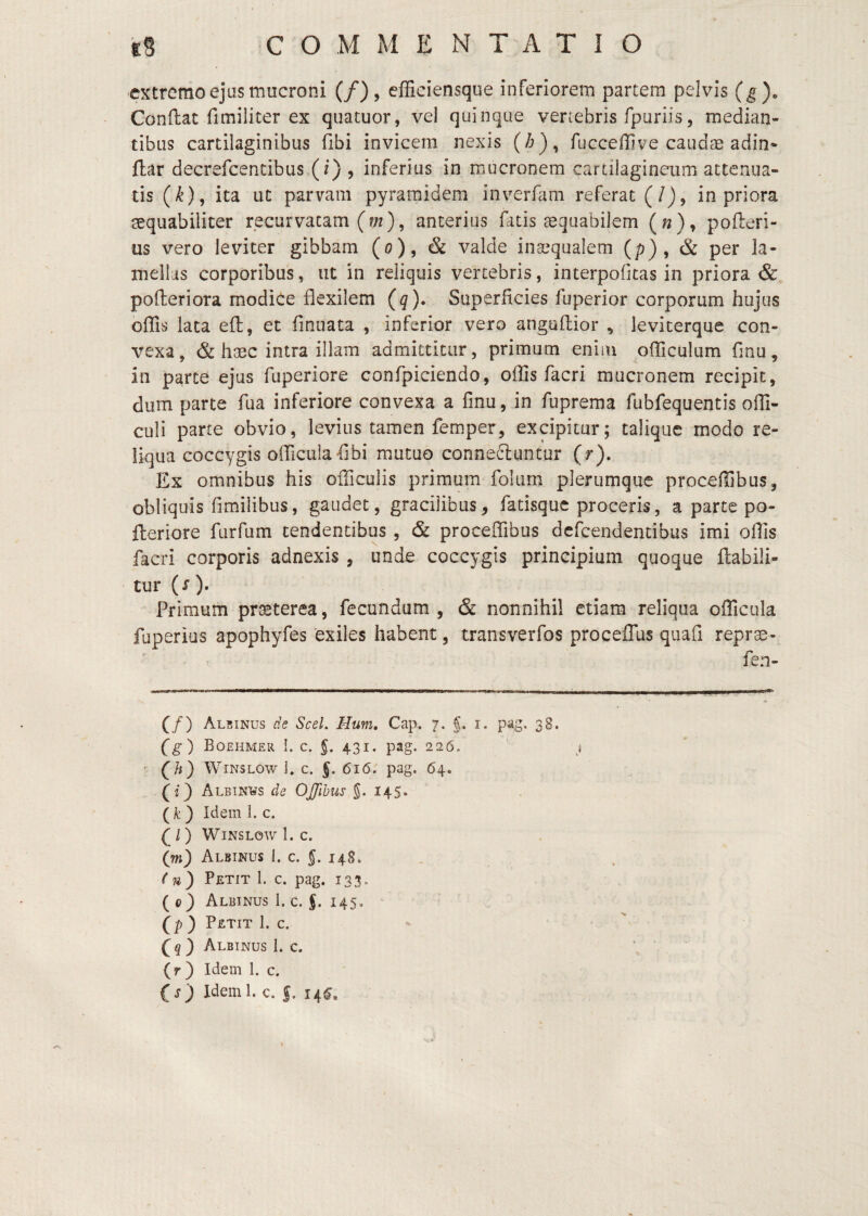 extremo ejas mucroni (/), efficiensque inferiorem partem pelvis Conflat fimiliter ex quatuor, vel quinque vertebris fpuriis, median¬ tibus cartilaginibus fibi invicem nexis fuccefiive caudae adin¬ flat decrefcentibus (i) , inferius in mucronem cartilagineum attenua¬ tis (^), ita ut parvam pyramidem inverfam referat (/), in priora aequabiliter recurvatam (?;r), anterius fatis aequabilem («), pofleri- us vero leviter gibbam (o), & valde inaequalem (/?) , & per la¬ mellas corporibus, ut in reliquis vertebris, interpofitas in priora & pofteriora modice flexilem (q). Superficies fuperior corporum hujus offis lata efl, et finuata , inferior vero anguflior , leviterque con¬ vexa, & haec intra illam admittitur, primum eniiu officulum fmu, in parte ejus fliperiore confpiciendo, offis facri mucronem recipit, dum parte fua inferiore convexa a fmu, in fuprema fubfequentis offi- culi parte obvio, levius tamen femper, excipitur; taliqiic modo re¬ liqua coccygis officulaflbi mutuo conneftuntur (r). Ex omnibus his officulis primum folum plerumque proceffibus, obliquis fimilibus, gaudet, gracilibus, fatisque proceris, a parte po- fleriore furfum tendentibus , & proceffibus dcfcendentibus imi oflis facri corporis adnexis , unde coccygis principium quoque flabili- tur (r). Primum praeterea, fecundam , & nonnihil etiam reliqua officula fuperius apophyfes 'exiles habent, transverfos procefTus quafi reprae- ■ c fen- (/) Albinus de Scel, Hum, Cap« 7. i. pag. 38. Cg-) Boehmer 1. c. §. 431. pag. 226, j ' {/«) WiNSLOw 1. C. §. 616J pag. 64. (i) Albinhs de OJfihus g. 145. (fe) Idem 1. c. Q l ) WiNSLOW 1. c. (wj Albinus 1. c. J. 148. (Petit I. c. pag. 133. Albinus 1. c. f. 145. ' (p ) Petit 1, c. ^ Albinus 1. c. (r) Idem 1. c. f Ideinl. c. f. 14^.