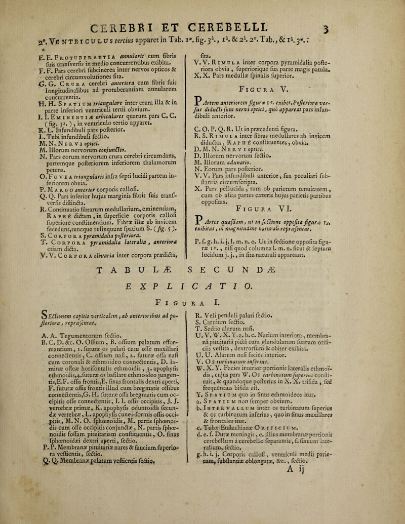 2°. Ve NTRi culus tertius apparet in Tab. 1*.%. 3^, ia. &2a. 22.Tab., & ia.3*.; a E. E. Protuberantia annularis cum fibris fuis tranfverfis in medio concurrentibus exibita. F. F. Pars cerebri fubcinerea inter nervos opticos & • cerebri circumvolutiones lita. C.G. Crura cerebri anteriora cum fibris fuis longitudinalibus ad protuberandam annularem concurrentia. H. H. Spatium triangulare inter crura illa & in parte inferiori ventriculi tertii obvium. I. 1. Eminentiae orbiculares quarum pars C, C. ( fig. 3 j. ) ? in ventriculo tertio apparet. K. L. Infundibuli pars pofterior. L. Tubi infundibuli fedio. M. N. N e r v 1 optici. M. Illorum nervorum conjundio. N. Pars eorum nervorum crura cerebri circumdans, partemque pofteriorem inferiorem thalamorum petens. O. F o v e a triangularis infra fepti lucidi partem in¬ feriorem obvia. P. M a r g o anterior corporis callofi. Q. Q. Pars inferior hujus marginis fibris fuis tranf¬ verfis diftinda. R. Continuatio fibrarum medullarium, eminentiam, Raphe didam , in fuperficie corporis, callofi fuperiore conftituentium. Fibrae ilis ab invicem fecedunt,tuncque relinquunt fpatium S. (jfig. 5 ). S. Corpora pyramidalia pojleriora. T. Corpora pyramidalia lateralia , anteriora etiam dida. y.V, Corpora olivaria inter corpora prxdida, lita. V. V. R 1 m u l a inter corpora pyramidalia pofte- riora obvia , fuperiorique fua parte magis patula. X. X. Pars medullae fpinalis fuperior. Figura V. I? Artem anteriorem figura 1*. exibet. Pojleriora ver- Jus diduCli Juni nervi optici, quo appareat pars infun¬ dibuli anterior. C. O. P. Q. R. Ut in praecedenti figura. R. S. R 1 m u l a inter fibras medullares ab invicem didudas, Raphe conftituentes, obvia. D. M.N.Nervi optici. D. Illorum nervorum fedio. M. Illorum adunatio. N. Eorum pars pofierior. V. V. Pars infundibuli anterior, fua peculiari fub- fiantia circumfcripta. X. Pars pellucida , tum ob parietum tenuitatem, cum ob alias partes caeteris hujus parietis partibus oppofitas. Figura VI. I? Artes quafdam, ut in JeClione oppofita figures i*. exibit as, in magnitudine naturali reprafientat. P. f. g. h. i. j. 1. m. n. o. Ut in fedione oppofita figu¬ rae 1 t. , nifi quod columna 1. m. n. ficut & feptum lucidum j. j., in litu naturali appareant. TABULAE secunda EXPLICATIO. F I G u S Eftionem capitis verticalem, ab anterioribus ad po¬ jleriora . reprajentat, A. A. Tegumentorum fedio. B. C. D. &c. O. Ofiium , R. olfium palatum effor- mantium, i. futurae os palati cum olfe maxillari connedentis, C. olfium nafi, i. futurae olfa nafi cum coronali & ethmoideo connedentis, D. la¬ minae ofies horifontalis ethmoidis , 3.apophyfis ethmoidis,4.futura: os bafilare ethmoideo jungen- tis,E.F. olfis frontis,E. finus frontalis dextri aperti, F. futurae olfis frontis illud cum bregmatis olfibus connedentis,G. H. futurae olfa bregmatis cum oc¬ cipitis olfe connedentis, 1.1. olfis occipitis, J. J. vertebrae primae, K. apophyfis oduntoidis fecun¬ dae vertebrae, L. apophyfis cunei-formis olfis occi¬ pitis , M. N. O. fphoenoidis, M. partis fphoenoi- dis cum olfe occipitis conjundae, N. partis fphoe¬ noidis foliam pituitariam conftituentis , O. finus fpheenoidaei dextri aperti, fedio. P. P. Membranae pituitariae nares & faucium fuperio- ra veftientis, fedio. Q. Q. Membranee palatum veftientis fedio. R A I. R. Veli penduli palati fedio. S. Carnium fedio. T. Sedio alarum nafi. U. V. W. X. Y. a. b. c. Narium interiora , membra¬ na pituitaria pida cum glandularum fuarum orifi¬ ciis veilita , dextrorfurn & obiter exibita. U. U. Alarum nafi facies interior. V. O s turbinatum infertus. W. X. Y. Facies interior portionis lateralis ethmoi¬ dis , cujus pars W. Os turbinatum fuperius confti- tuit, & quandoque pofterius in X. X. trifida , fed frequentius bifida ell. Y. Spatium quo in finus ethmoldeos itur. a. Spatium non femper obvium. b. Intervallum inter os turbinatum fuperius & os turbinatum inferius, quo in finus maxillares & frontales itur. c. Tuba: Euftachianae Orificium. d. e. f. Dura; meningis, e. illius membrana? portionis cerebellum a cerebello feparantis, f. finuurn late¬ ralium, fedio. g. h. i. j. Corporis callofi, ventriculi medii parie¬ tum, fubfhntix oblongata:, &c., fedio.