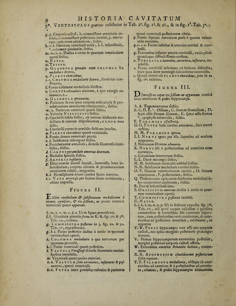g®. Ventriculus quartus exhibetur in Tab. 2'. fig. i3.& 25,, & infig. iVTab-j*.; g.g. Corporis callofi, h. commUIiirs anterioris ce¬ rebri, i. commiflura? pofterioris cerebri, j. nervo¬ rum opticorum adunationis, fedio. Jj. v. 1. Parietum ventriculi tertii , 1.1. infundibuli, *. columna pituitaria:, fedio. *n. m. n. o. Dudus a tertio in quartum ventriculum aperti fedio. n. N A t e s. o. Testes. p. Glandula pinealis cum cOluMna fua medullari dextra. q. P l E x u s choroideus. r. r. C o l u m n a medullaris dextra , fornicem con¬ iti tuens. f. Portio columnae medullaris finiftrs. t. C o R p u s orbiculare dextrum, a quo exurgit co¬ lumna r. r.. u. Glandula pituitaria. v. Parietum fovea: inter corpora orbicularia & pro- tuberantiam annularem interjacentis , fedio. w. x. Parietum ventriculi quarti fedio. x. Valvula: Vieussensi fedio. y. Cerebelli bifida fedio , ob variam fubftantia: me¬ dullaris & cinereae difpofitionem , a r b o r isita dida. z. Cerebelli partes in praedida fedione intads. «.Plexus choroideus quarti ventriculi. b. Portio dextra ventriculi quarti. c. d. Subftantia: oblongata fedio. r. Protuberantia: annularis, diverfis filamentis inter- fedae, fedio. d. Corpus pyramidale anterius dextrum. e. Medullae fpinalis fedio. f. Arteria bajilaris. g. Illius arteriae diverfi furculi, intervalla inter in¬ fundibulum , corpora olivaria & protuberandam annularem relida, irrigantes. h. h. Hemifphoerii dextri cerebri facies interior. i. i. Vasa arteriofa per faciem illam ambulantia , obiter exprelfa. Figura II. X*' ~kibet cerebellum & fubflantiam medullarem e cramo avtilfam, & ita febiam, ut paries anterior ventriculi quarti appareat. Ic. m. t. v. vv. c. d. e. Ut in figura praecedenti. f. f. Glandulae pinealis frena in K. K. fig. 2*. & 3*. Tab. 1*., exibita. g. Commissura pojlerior in j. fig. i*. & 3*. Tab. H-, repraefentata. g. h. i. Paries pofterior dudus a tertio in quartum ventriculum aperti. i. Columna medullaris a qua nervorum par quartum procedit. k. I. Paries ventriculi quarti pofterior. l. Valvula Vteujjenfi diverfis filamentis medul¬ laribus interfeda. m. Ventriculi quarti paries anterior. n. n. Valvula femi circulares, inferiores 8c pof- teriores, quarti ventriculi. O. q. Fovea inter prsdidss valvulas & parietem quarti ventriculi pofteriorem obvia. p. Portio feptimi nervorum paris e quarto ventri¬ culo exeuntis. q. r. s. t. Facies inferior & anterior cerebri & cere¬ belli. q. Extremitas inferior vermis cerebelli, variis plicis quandoque diftindiftimis conflata. r. Tubercula lateralia, anteriora, inferiora, ce¬ rebelli. s. Partes cerebelli inferiores ab invicem diftindx,' inter quas dura: meningis falx inferior intercedit. t. Quarti ventriculi plexus choroideus, jam in a• fig. 1*. exibitus. Figura III. D Emonflrat caput ita fettum ut appareant cerebri linus anteriores & pedes hippocampi. A. A. Teg umentorum fedio. B. C. D. E. *. Oflium, C. finuum frontalium, D. fepti offei finuum illorum, E. fpins oflis frontis *. apophyfis ethmoidis , fedio. F. Foramina olfaCloria. G. G. F o s s je bafis cerebri anteriores, dura matre veftita:. H. H. Foramina optica. I. 1. Nervi optici per illa foramina ad oculum migrantia. J. Nervorum illorum adunatio. K. N e r v 1 illi a pofterioribus ad anteriora con¬ currentes. 2. Carotidum internarum fedio. L. L. Dura: meningis fedio. M. M. Subftantia: corticalis cerebri fedio. N. N. Subftantia: medullaris cerebri fedio. O. P. Sinuum ventriculorum cerebri , O. finuum anteriorum, P. pofteriorum, fedio. Q. Thalamorum opticorum fubftantia medullari il¬ los cooperienti cindorum, fedio. R. Pars & infundibuli ima. S. Orificium anterius dudus a tertio in quar¬ tum ventriculum aperti. T. Commissura pojlerior cerebri. U. N A T E S. h. i. k. 1. m. n. o. p. Ut in fedione oppofita fig. 1 Tab. i£., nifi quod corpus callofum a partibus anterioribus & lateralibus fibi continuis fepara¬ tum , cum pofterioribus vero continuum, ab ante¬ rioribus ad pofteriora inverfum , exhibeatur , ut appareat V. W. P e d e s hippocampos non efle nec corporis callofi, nec ipfius marginis pofterioris prolonga- tionem. V. Pedum hippocamporum extremitas pofterior, margini pofteriori corporis callofi affinis. W. Extremitas anterior ftriaturis donata, conter¬ mina X. X. Apophysium clinoideorum pojleriorum felis equins. Y. Y. Filamenta medullaria, obliqua ab ante¬ rioribus ad exteriora & a pofterioribus ad anterio¬ ra , adunata, & pedes hippocampos obducentia*