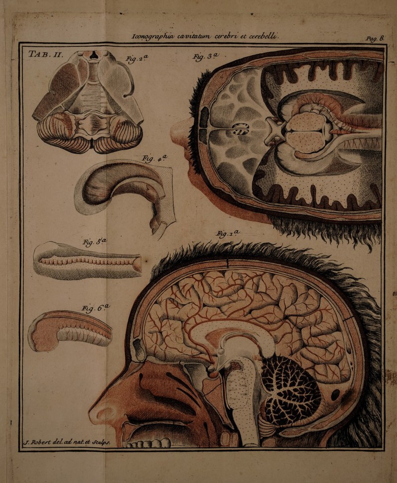 [X . . AX^XS Ife.. M U - / i. .m' ''Jkj'% if- Iconographac cajvitatwn. cerebro et cerebello. Pap. 6. r i
