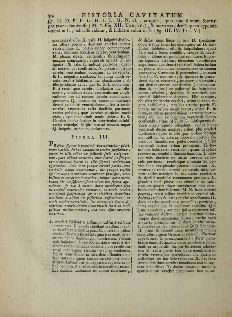 fig. II. D. E. F. G. H. 1. L. M. N. O. ) attigilie , quin imo illorum SiNfrS' poji rlores adumbraffe ( M. *. Fig. XII. Tab. IV.), & anteriores , denfa quam appofuit. umbra in L., indicaffe videtur, & indicare voluit in F. (fig. III. IV. Tab. V.). portiones divifio. K. vafis H. infigniti dlvifio- nis altera portio , dextrum cerebri petens ventriculum. L. portio nuper commemorati vafis, finiftrum accedens cerebri ventriculum. M. plexus dextri ventriculi , fecundinarum imagini comparatus , atque ab arteria F. in- lignita, & vafis H. indicati portione, quam K. notavimus , conftitutus. N. plexus finiftrum I cerebri ventriculum occupans , ac ex vafis G. & L. infignitis conflatus. O. hujus modi ve¬ nula; cerebri fubftantis hic obnafcuntur, ab illis produdts vaiis, qus K. & L. notavimus. P. a venis quae cerebri fubftantis hic offe¬ runtur, ramufculi extra ventriculorum ampli¬ tudinem hac ad tenuem cerebri membranam pertinent. Q. meatus ex communi cavitate dextri ac finiftri ventriculorum, feu k tertio cerebri ventriculo redta declivis pertinens verfus pelvim, qua; cerebri- pituitam exci-v piens , eam infundibuli modo defert. R. S. Canales finufve leviter in ventriculorum fubf- tantia exfculpti & pituitam ad meatus nuper Q. infigniti orificium deducentes. Figura III. - p ■* Rafens figunt a proximk procedentibus' pluri¬ mum variat. In hac namque ea cerebri-fiubjiantia , quam in illis adhuc ex feblionis ferie reliquera¬ mus, pars ablata' cernitur, quo- dextri J nijlrique •ventriculorum' fedem in illis figuris confpicuam ejformabat. dein tota quoque cerebri portio, quo cerebello adhuc innitebatur , hic- quoque rejebba efi, ut duro membranee occurreret procejfus, cere- \ bellum ac cerebrum intercedens, infuper dura merrt- j hvana hic confifiente s-finus- etiam hac figura ape- | ruimus : dr vas a quarto dura membrana fimi in cerebri ventriculos pertinens, ex tertio cerebri •ventriculo fiublevcttum & a plexibus fecundina Similibus avulfum in pofieriora refleximus : ut tertii cerebri ventriculi, feu communis dextri fi- rafirique ventriculorum concavitatis fides in ccnf- pebhim melius veniret-, una cum ejus cavitatis meatibus„ A. cerebri' lubflantis adhuc in calvaria reliquas dextra pars. E. cerebri'fubftantis adhuc in cal¬ varia affervats iiniftra pars. C. lines hic pailun obviae, illis correfpondent, quas tres mode prs- dentes figura; fimilitercommonftrarunt. Verunv • quia hujuimodi lineae fubftantisve cerebri di- vertitas inibi duntaxat confidit, ubi' cerebrum ter.ua membrana; vicinius eft , prscedentes figurae eam. folum in lateribus offenderunt : ihrec autem, quum tantam cerebri portionem f ablatam habeat at jam apparens fuperficies in J ban noirprocuf a tenui membrana didet, etiam j IivC ceiedil fubfiantias. in eoiore diferimen a,| & dicis nunc lines in bafi D. fpedantur quod itaque lineis hic intercipitur ac D. infi- gnitur fubluteum eft, & fubpallidum; quod vero extra lineas confiftit, cuique E. inferi- bitur , album eft profufque candicans. F. por¬ tio foporalis arteris , fecundum humiliorem anguftioremque dextri ventriculi fedem furfum ad plexus fecundinas imitantis conftitutionem prorepens. Csterum fi perpenderis , quanam fede hic F. reponatur, & quanam in prsce- denti figura occurrat , prompte obfervabis , qui dexter cerebri ventriculus ( quemadmo¬ dum & iinifter ) ex pofteriori fua fede inftar cornu ardtadius , deoefum in anteriora per cerebri fubftantiam ducatur. Hic namque» ubi plus fubftantis cerebri, quam in fexta fi¬ gura abftulimus , prsfens arteris portio F» notata antrorfum magis vergit, quam F. in fexta, eamriem quoque inlinuans arteris portio¬ nem , ubi jam pofteriorem ventriculi fedem confcendit, atque id F. & G. fubfequentis fi- gurs magis liquido offendunt, in qua hujus ventriculi du&us nomine, adhuc plus cerebri fubftantis, quam in hac qus ordine feptima eft ,abftuli. G. arteris foporalis portio., fe¬ cundum' humiliorem pofterioremque finiftri ventriculi fedem furfum prorepens. H. ■'hu¬ millima iedes tertii ventriculi: quam, ut aptius cerneretur, nonihil diftentam finximus. I. mea¬ tus ■ redta declivis ex tertio cerebri- ventri¬ culo pertinens, cerebrique pituitam ad pel¬ vim- huic excipiends paratam deferens. K. meatus ex tertio cerebri ventriculo inter ce*- rebri teftes natefque in cavitatem cerebello Si dorfali medu-ls communem pertinens. L* glandula nuci pines non abfimilis & vafo- rum ex-quarto durs membrans linu cere¬ brum petentium fulcrum.' M. N.- hanc cerebri partem,- tenui adhuc membrana cerebri ob- dudfam , teftes & nates cerebri appellamus.' O. durs cerebri membrans proceftus, portio ve , - inter cerebellum & cerebrum repolita. Qui hanc accedunt, aut per ipfam excurrunt inf- tar- venarum dudtus , partim a primo*- fecun- doque durs membrans finibus, partim vero a quarto pronafeuntur. P. durs cerebri mem¬ brans dexter, feu primus finus. QQ. fecundus. R. primi & fecundi durs membrans linuum congreffus >quem Grscorum nonnulli Torcular appeHarunt. S* principium tertii durs' mem¬ brans finus. T. quartus durs membrans finus, fimiliter atque-alii hic per fedtionem adaper¬ tus. V. vas a quarto linu durs membrans in cerebri ventriculos porredtum , hic autem in pofteriora ex fua fede reflexum. X. hac fede- cerebellum dura cerebri membrana non obtec- tum fefe offert; Y. dudtus venarum modo a quarto durs cerebri membrans finu ia te-