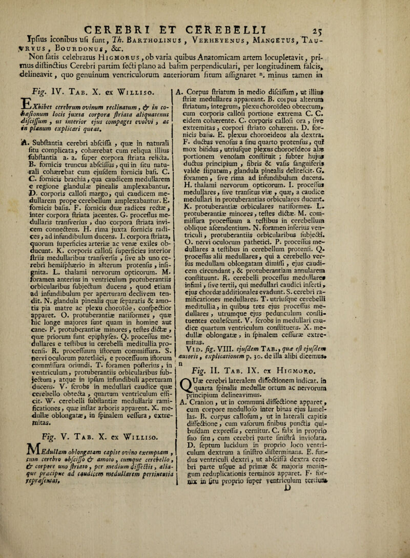 Tpfius iconibus ufi funt, Th. Bartholinus , Verheyenus, Mangetus, Tau- <Vryus , Bourdonuj, &c. Non fatis celebratus Higmorus , ob varia quibus Anatomicam artem locupletavit, pri¬ mus diftindius Cerebri partim fedi plano ad bafim perpendiculari, per longitudinem falcis* delineavit, quo genuinum ventriculorum anteriorum litum alfignaret n. minus tamen in Fig. IV. Tab. X. ex Williso. E Xhibet cerebrum ovinum reclinatum, & in c0- 1 h&fionum locis juxta corpora ftriata aliquatenus difcijfum , ut interior ejus compages evolvi , ac in planum explicari queat. A. Subftantia cerebri abfcifla , qus in naturali litu complicata, cohsrebat cum reliqua illius fubflantia a. a. fuper corpora ftriata relida. B. fornicis truncus abfciflus, qui in fitu natu¬ rali cohaerebat cum ejufdem fornicis bafi. C. C. fornicis brachia, qua caudicem medullarem e regione glandulas pinealis amplexabantur. D. corporis callofi margo, qui caudicem me¬ dullarem prope cerebellum amplexabantur. E. fornicis bafis. F. fornicis duas radices reda , inter corpora ftriata jacentes. G. proceftus me¬ dullaris tranfverfus , duo corpora ftriata invi¬ cem connedens. H. rima juxta fornicis radi¬ ces , ad infundibulum ducens. I. corpora ftriata, quorum luperficies arterias ac vens exiles ob¬ ducunt. K. corporis callofi fuperficies interior Uriis medullaribus tranfverfis , live ab uno ce¬ rebri hemifphsrio in alterum protenfis , infi- gnita. L. thalami nervorum opticorum. M. foramen anterius in ventriculum protuberandis orbicularibus fubjedum ducens , quod etiam ad infundibulum per aperturam declivem ten¬ dit. N. glandula pinealis quas feparatis & amo¬ tis pia matre ac plexu choroide, confpedior apparet. O. protuberantis natiformes , qus hic longe majores funt quam in homine aut cane. P. protuberantis minores, teftes dids , qus priorum fiant epiphyfes. Q. proceftus me¬ dullares e teftibus in cerebelli meditullia pro- tenii. R. procefluum iftorum commiffura. S. nervi oculorum patethici, e procefiuum iftorum commiftura oriundi. T. foramen pofterius, in ventriculum, protuberandis orbicularibus fiib- jedum, atque in ipfarn infundibuli aperturam ducens. V. fcrobs in medullari caudice qus cerebello obteda , quartum ventriculum effi¬ cit. W* cerebelli fubftantis medullaris rami- ficationes, qus inftar arboris apparent. X. me* dulls oblongats, ia (pinalem cdfura, extre¬ mitas. Fig. V. Tab. X. ex Wmiso. JN^.Edullam oblongatam capite ovino exemptam , futn cerebro bbfciffo & amoto, cumque cerebello, £r corpore urio Jhiato, per medium diJfeSlis , alia¬ que praciptte ad caudicem medullarem pertinentia rcprafentat. A. Corpus ftriatum in medio difciflum, ut illiua ftris medullares appareant. B. coipus alterum ftriatum, integrum, plexu choroideo obtectum, cum corporis calloii portione extrema C. C. eidem cohsrente. C. corporis callofi ora , five extremitas, corpori ftriato cohsrens. D. for¬ nicis baiis. E. plexus choroeideos ala dextra. F. dudus venofus a finu quarto protenfus, quf mox bifidus, utriulque plexus choroeideos ais portionem vendam conftituit ; lubter huju» dudus principium , fibris & vafis fanguiferis valde ftipatum, glandula pinealis delitefcit. G. foramen, five rima ad infundibulum ducens. H. thalami nervorum opticorum. I. proceflus medullares, five tranfitus vis , qus, a caudice medullari in protuberandas orbiculares ducunt. K. protuberantis orbiculares natiformes. L. protuberantis minores, teftes dids. M. com- miflura procefiuum a teftibus in cerebellum oblique afcendentium. N. foramen inferius ven¬ triculi , protuberantiis orbicularibus fubjedi. O. nervi oculorum pathetici. P. proceftus me¬ dullares a teftibus in cerebellum protenii. Q. proceflus alii medullares, qui a cerebello ver- fus medullam oblongatam dimifli, ejus caudi¬ cem circundant, & protuberandam annularem conftituunt. R. cerebelli proceflus medullare» infimi, five tertii, qui medullari caudici inferti, ejus chords additionales evadunt. S. cerebri ra- mificationes medullares. T. utriufque cerebelli meditullia, in quibus tres ejus proceflus me¬ dullares , utrumque ejus pedunculum confti- tuentes coalefcunt. V. fcrobs in medullari cau¬ dice quartum ventriculum conftituens. X. me- dulls oblongats > in fpinalem ceflurs extre¬ mitas. Vid. fig. VIII. ejufdem Tab., qua efi ejufdem auioriSf explicationem p. 30. de illa alibi dicemus* n Fig. II. Tab. IX. ex Higmoro. QUs cerebri lateralem difledionem indicat, in quarta fpinalis medulls ortum ac nervorum principium delineavimus. A. Cranion , ut in communi difiedione apparet, cum corpore medullofo inter binas ejus lamel¬ las. B. corpus callofum, ut in laterali capitis difiedione, cum vaforum finibus pundis qui- bufdam expreflis, cernitur. C. falx in proprio luo fitu, cum cerebri parte finiftra inviolata. D. feptum lucidum in proprio loco ventri¬ culum dextrum a iiniftro difterminans. E. fun¬ dus ventriculi dextri, ut abfcifia dextra cere¬ bri parte ufque ad prims & majoris menin¬ gum reduplicationis terminos apparet. F* for¬ nix in fitu prpprio fuper ventriculum terdui»