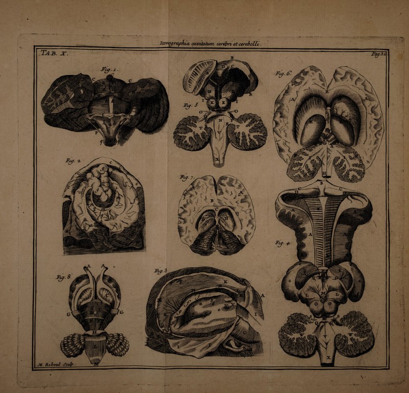 Icoivyraphui cavitatum cere^rt et cerebelli. jt. ^ ^ ': ' nn - ~~ • r 1 1 ~ • ~ ' ! \ -W( % n 4 -t “i i i \ t